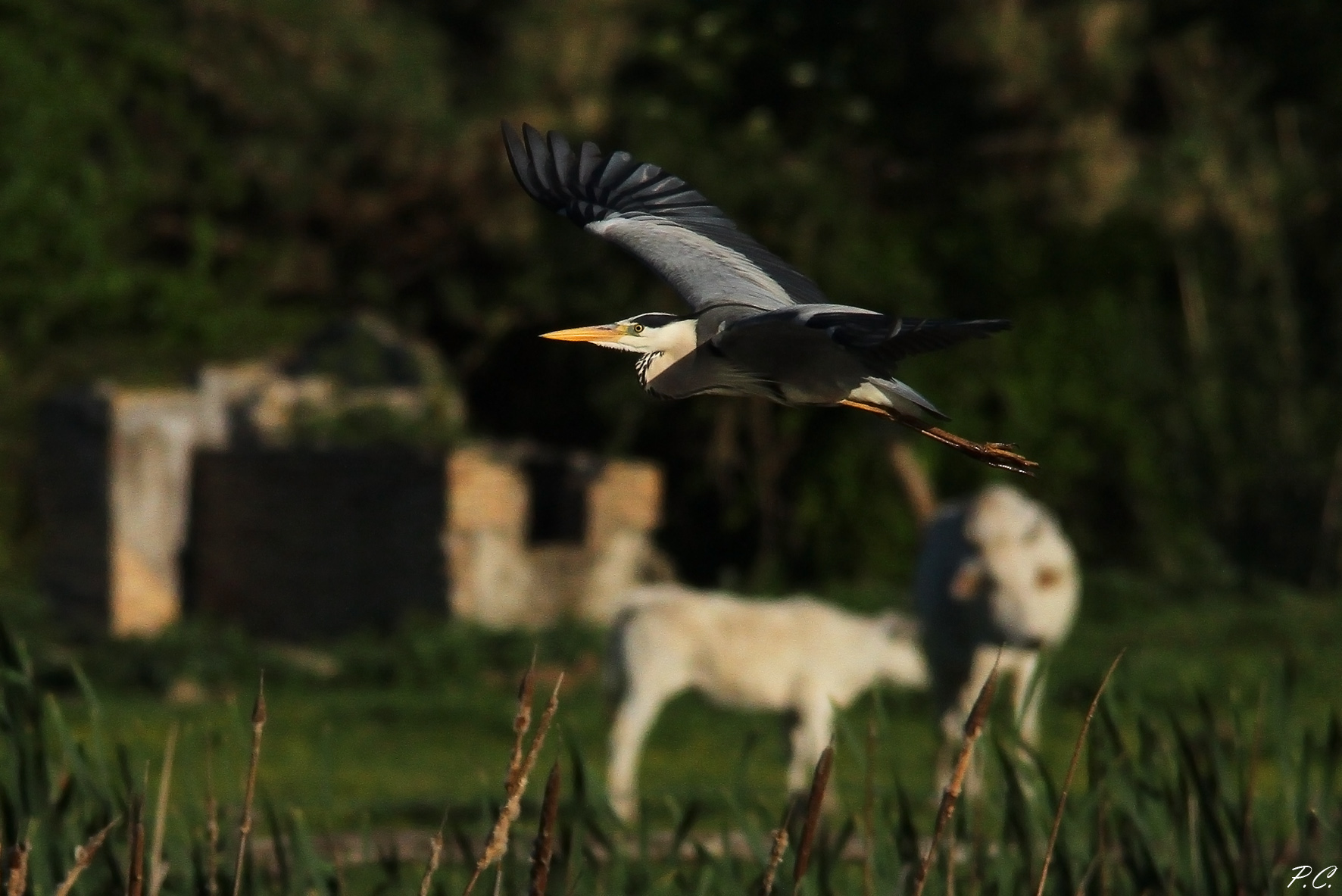 Heron