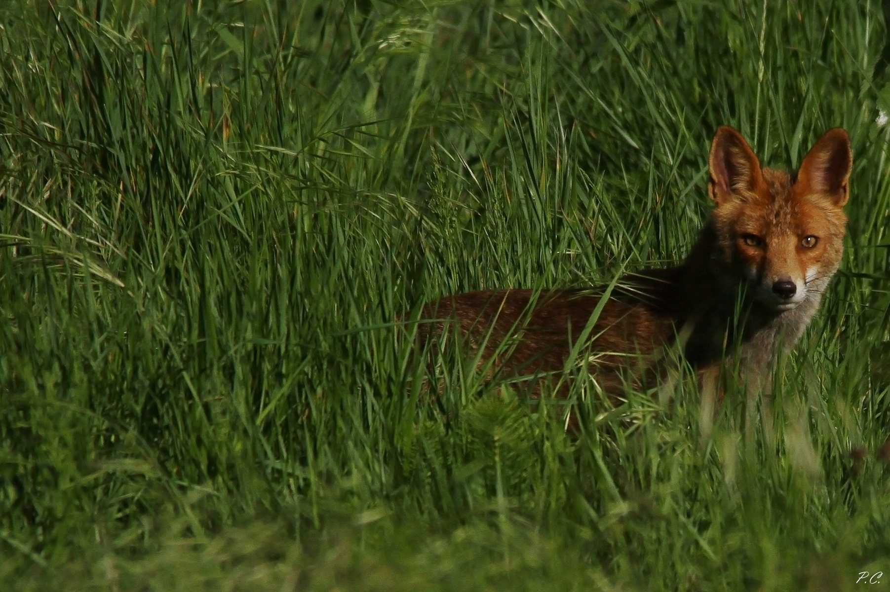 exchange of glances with furbetta