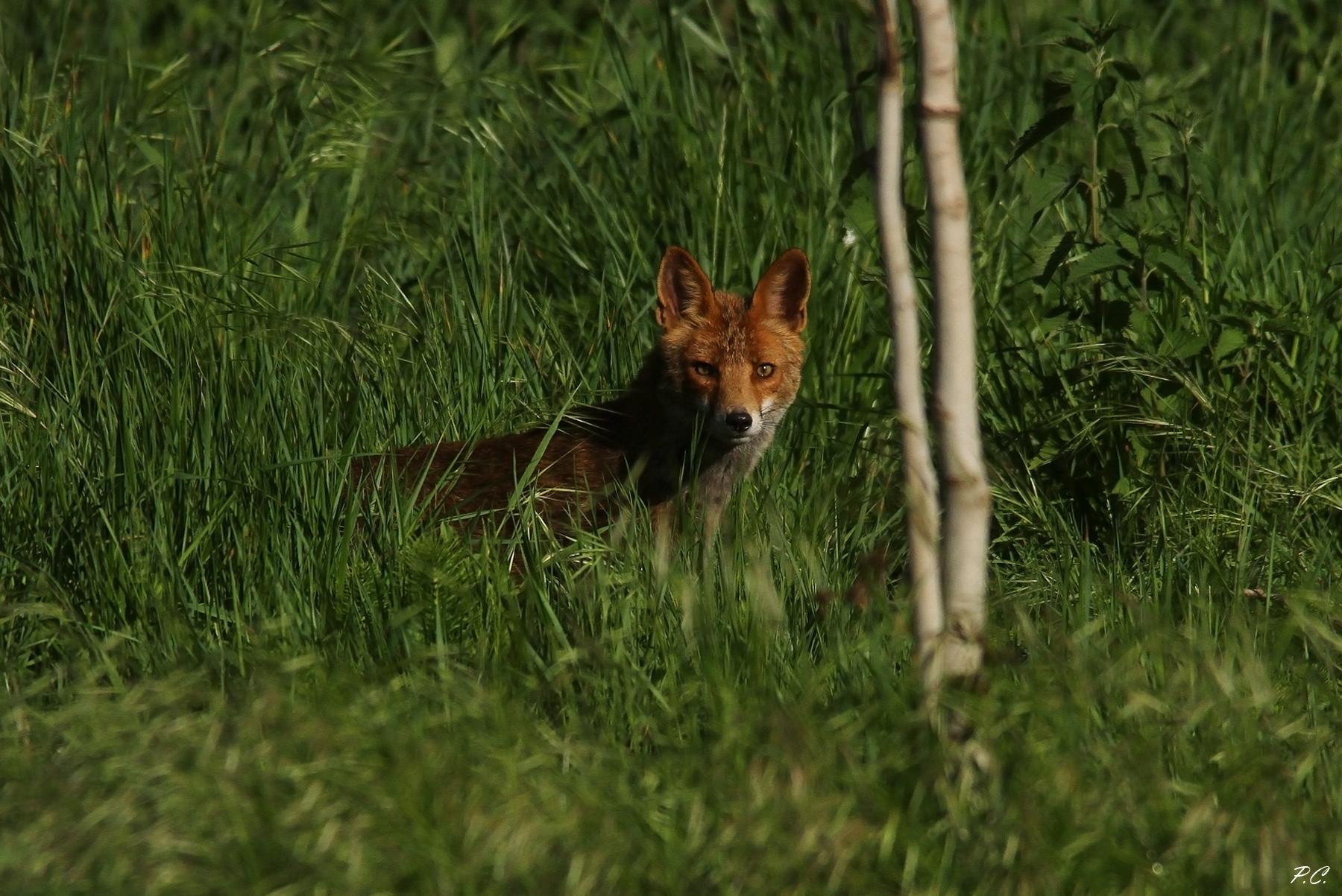 exchange of glances with furbetta