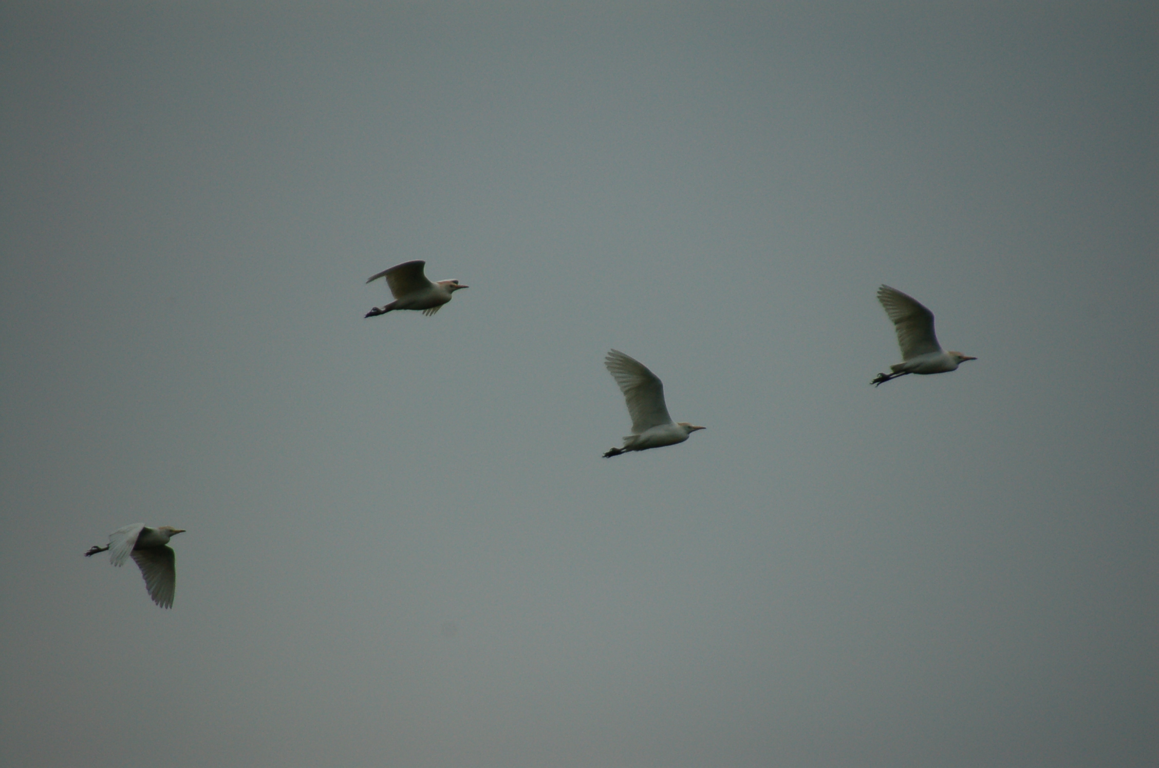 Airone guardabuoi (Bubulcus ibis) - aprile