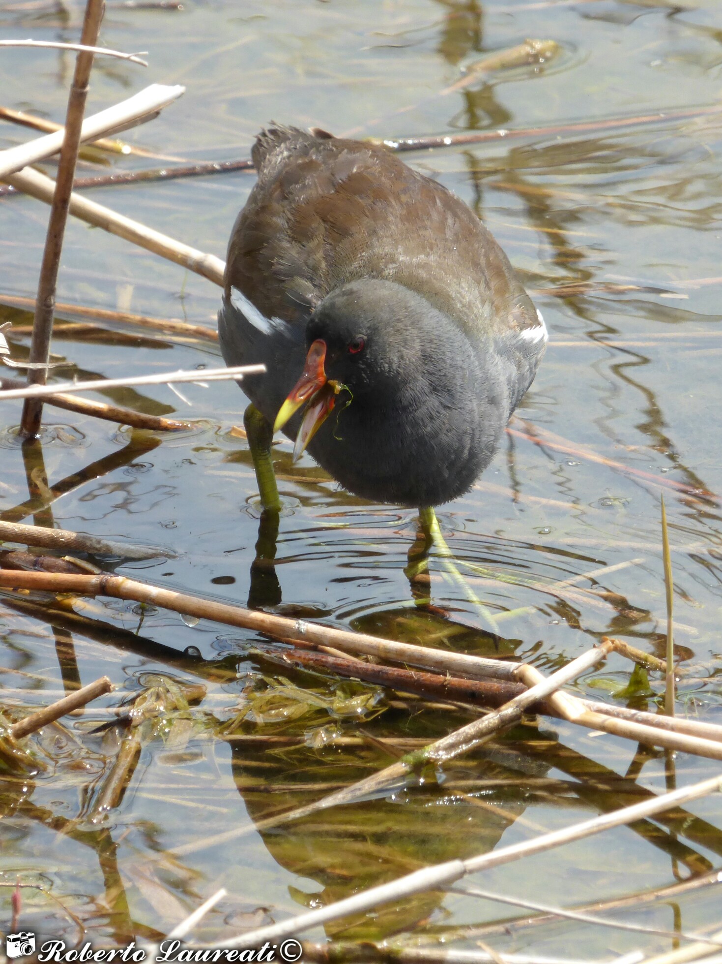 Moorhen (Gallinula chloropus)