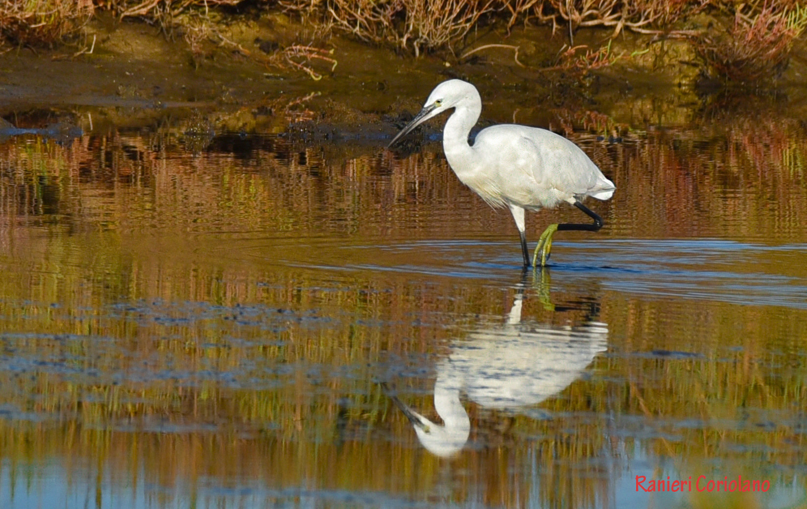 egret