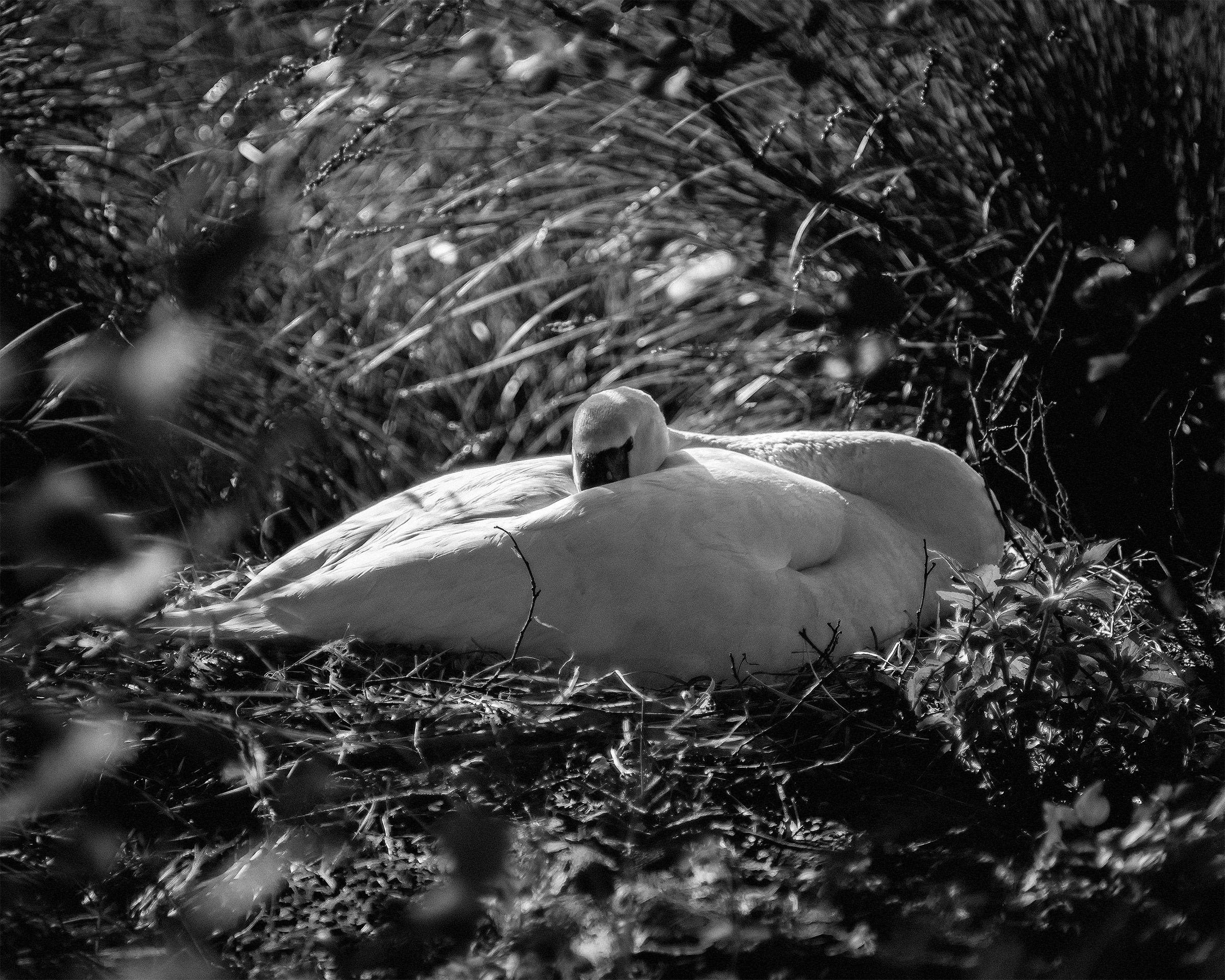 Swan brooding BN April 20, 2017