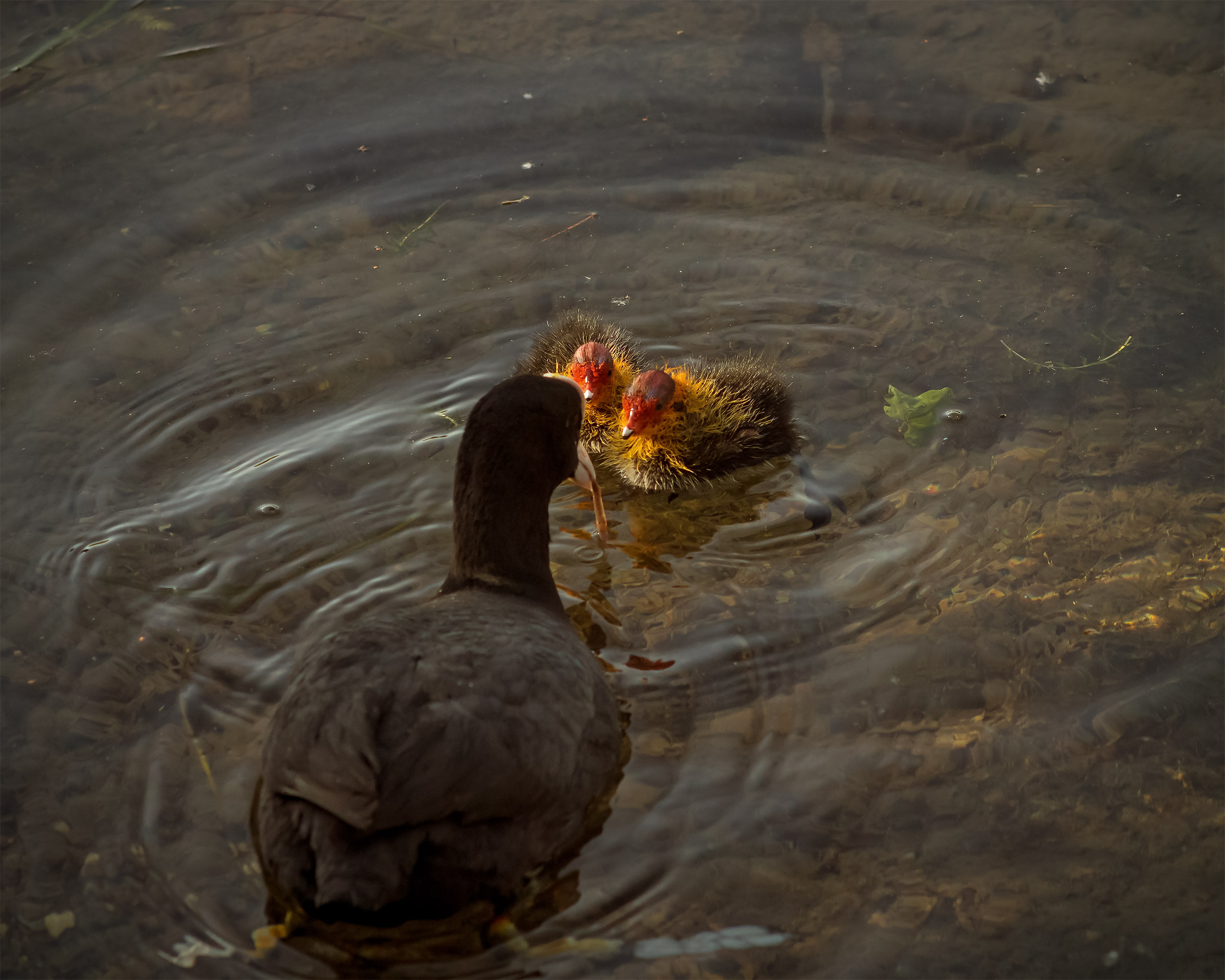 The siege of the hungry