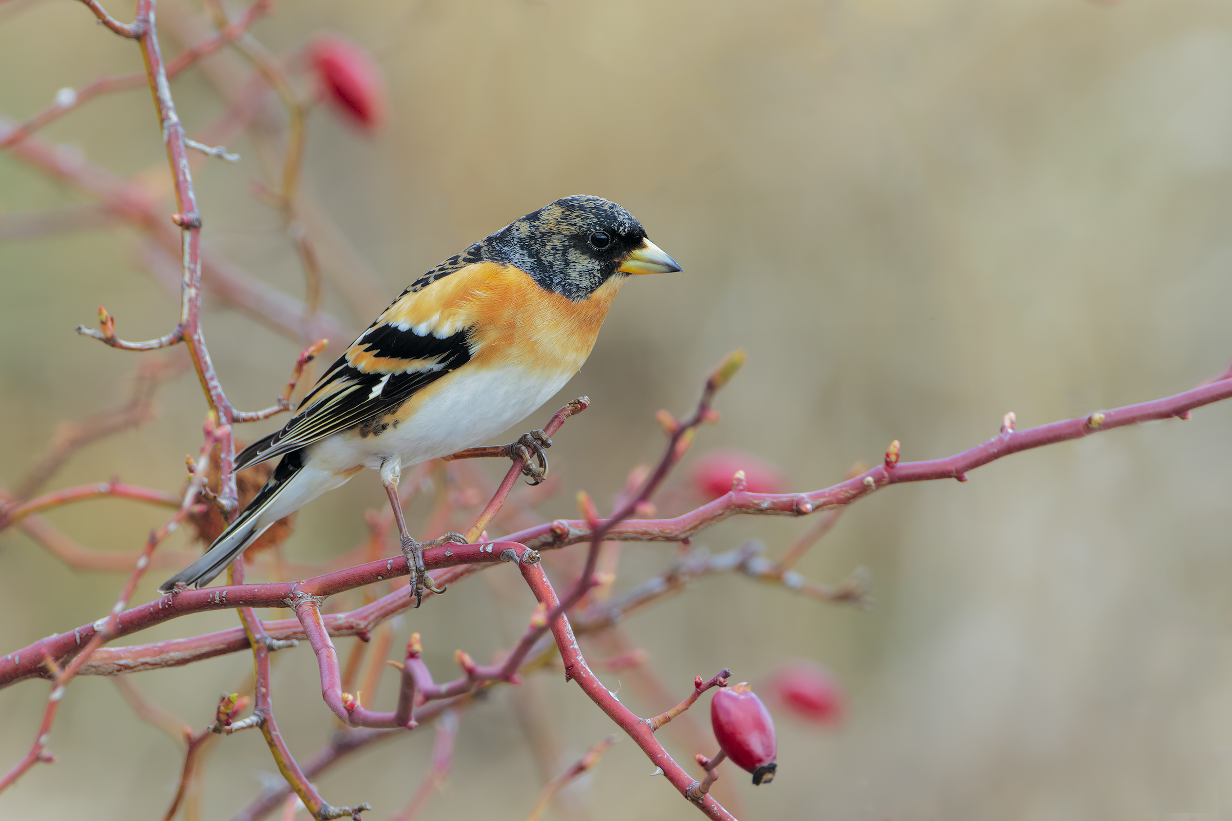 Brambling male