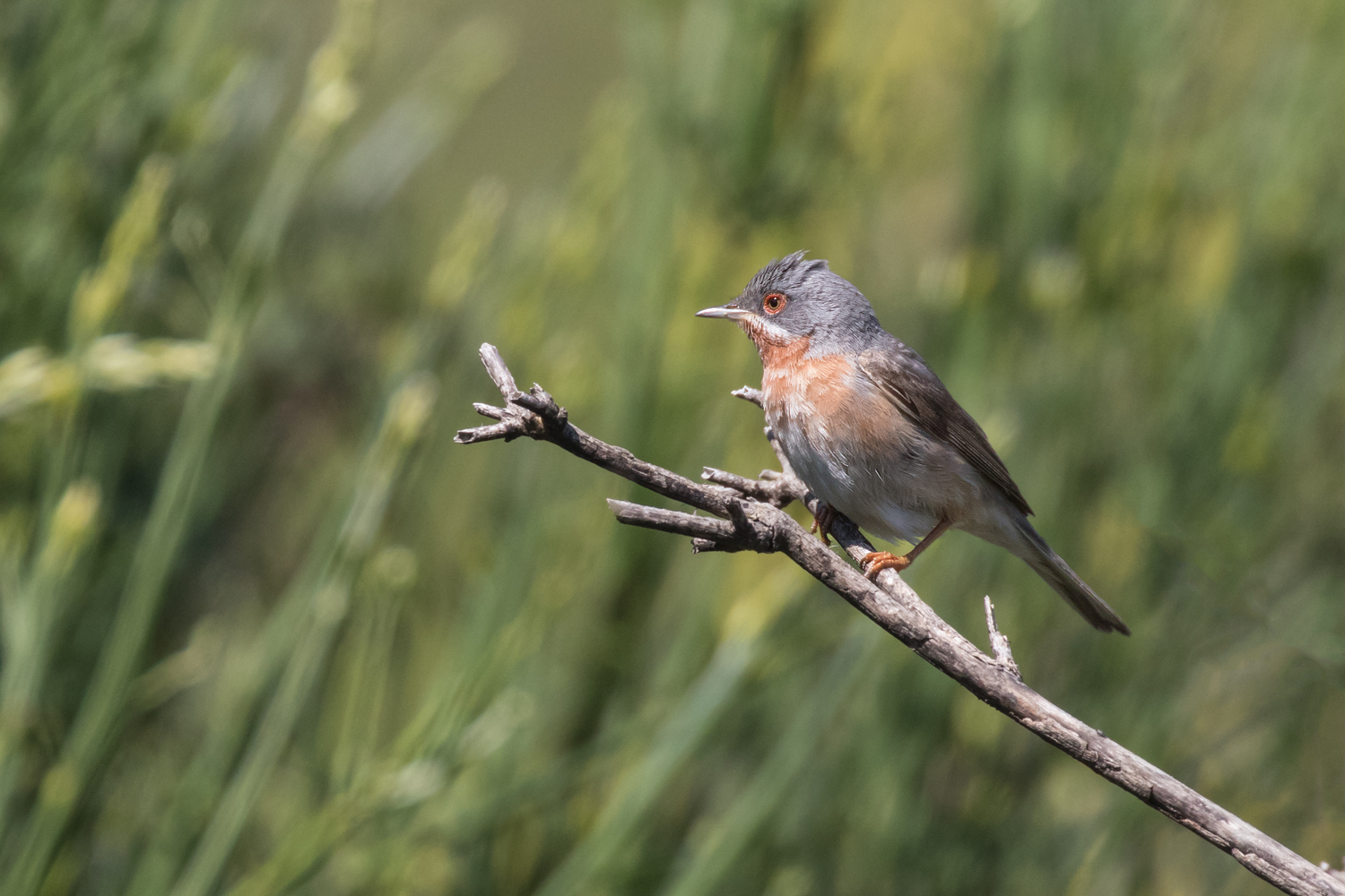 subalpine Warbler