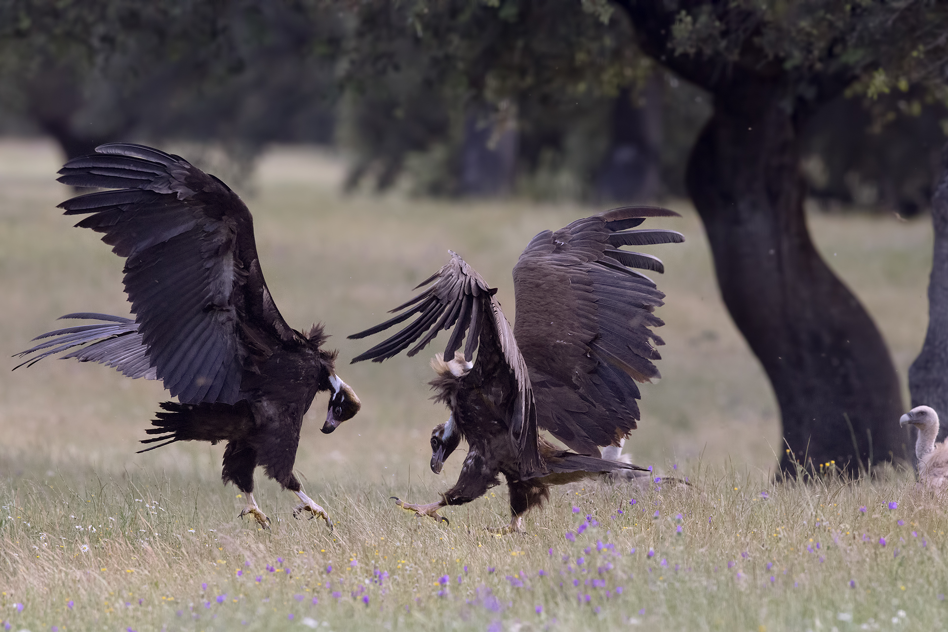 Divergences between reworked monks