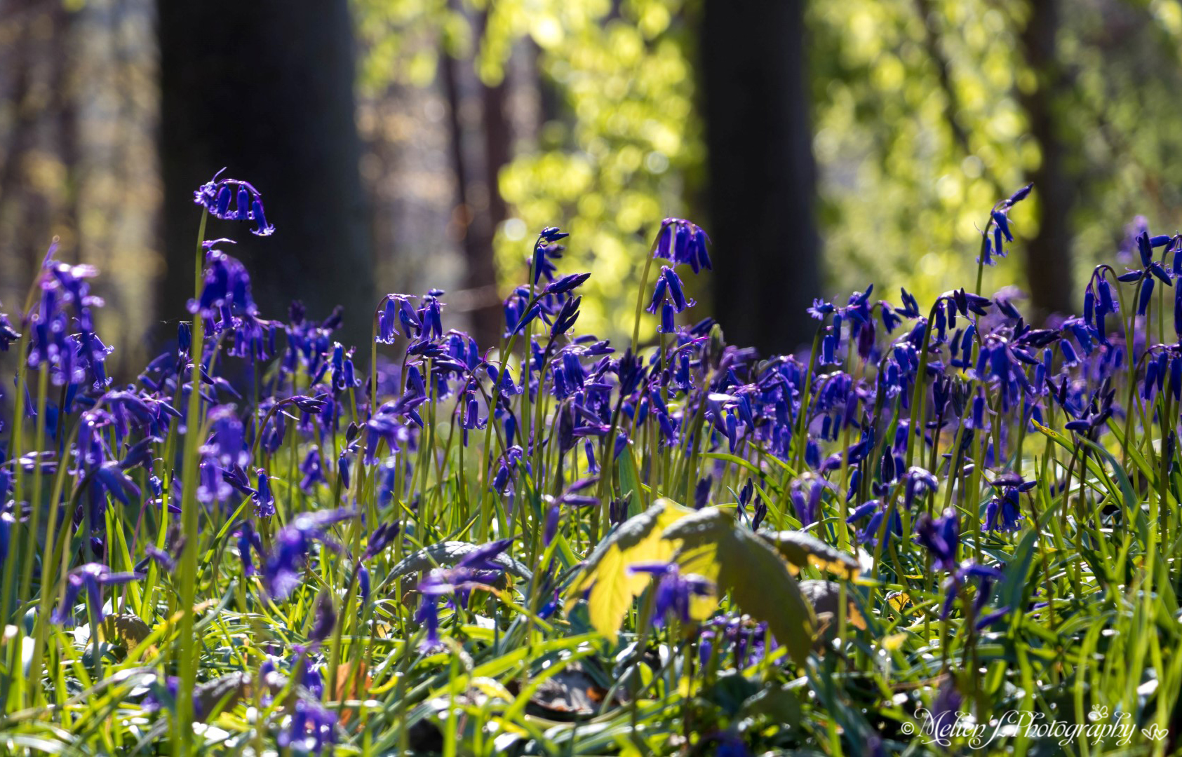 La “foresta incantata” di Hallerbos