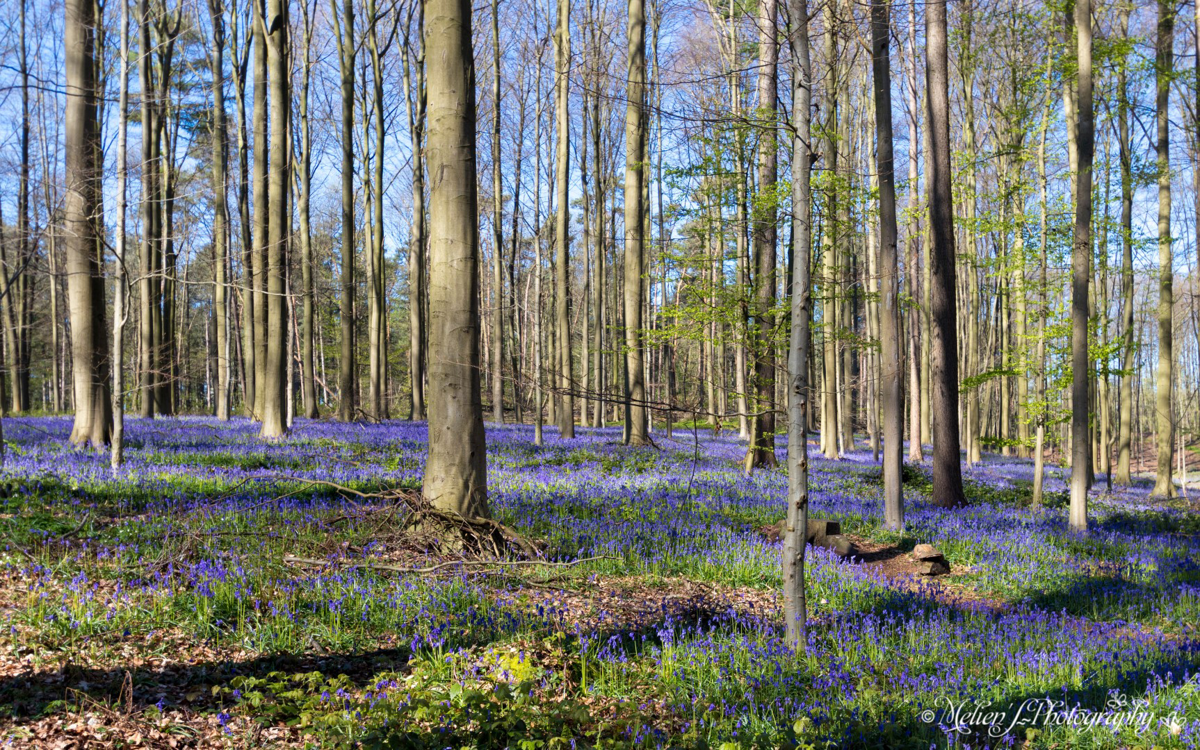 La “foresta incantata” di Hallerbos
