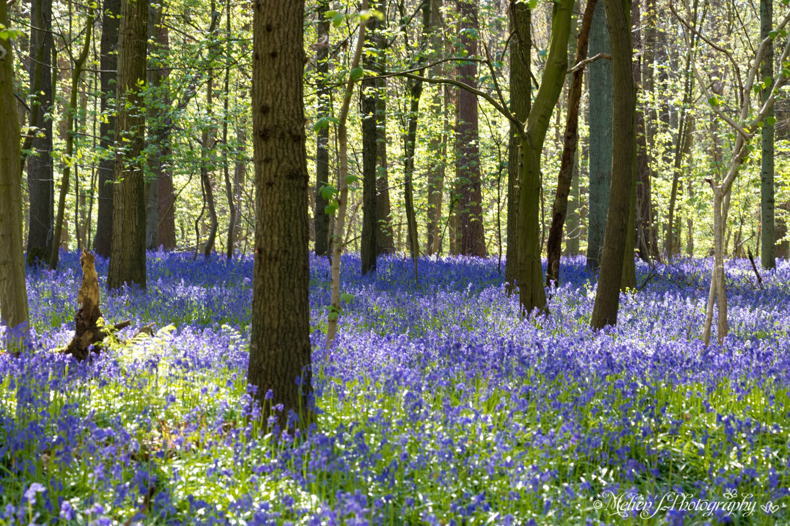 La “foresta incantata” di Hallerbos
