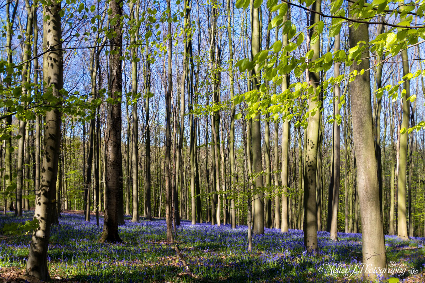La “foresta incantata” di Hallerbos