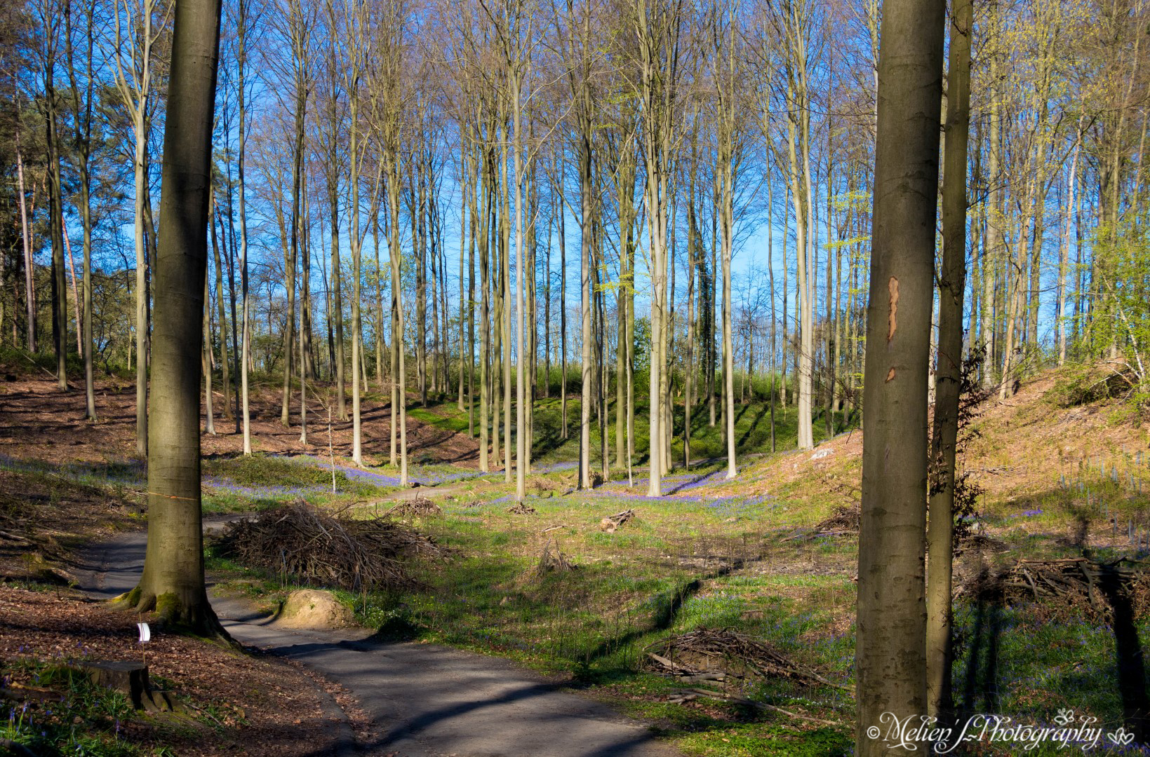 La “foresta incantata” di Hallerbos