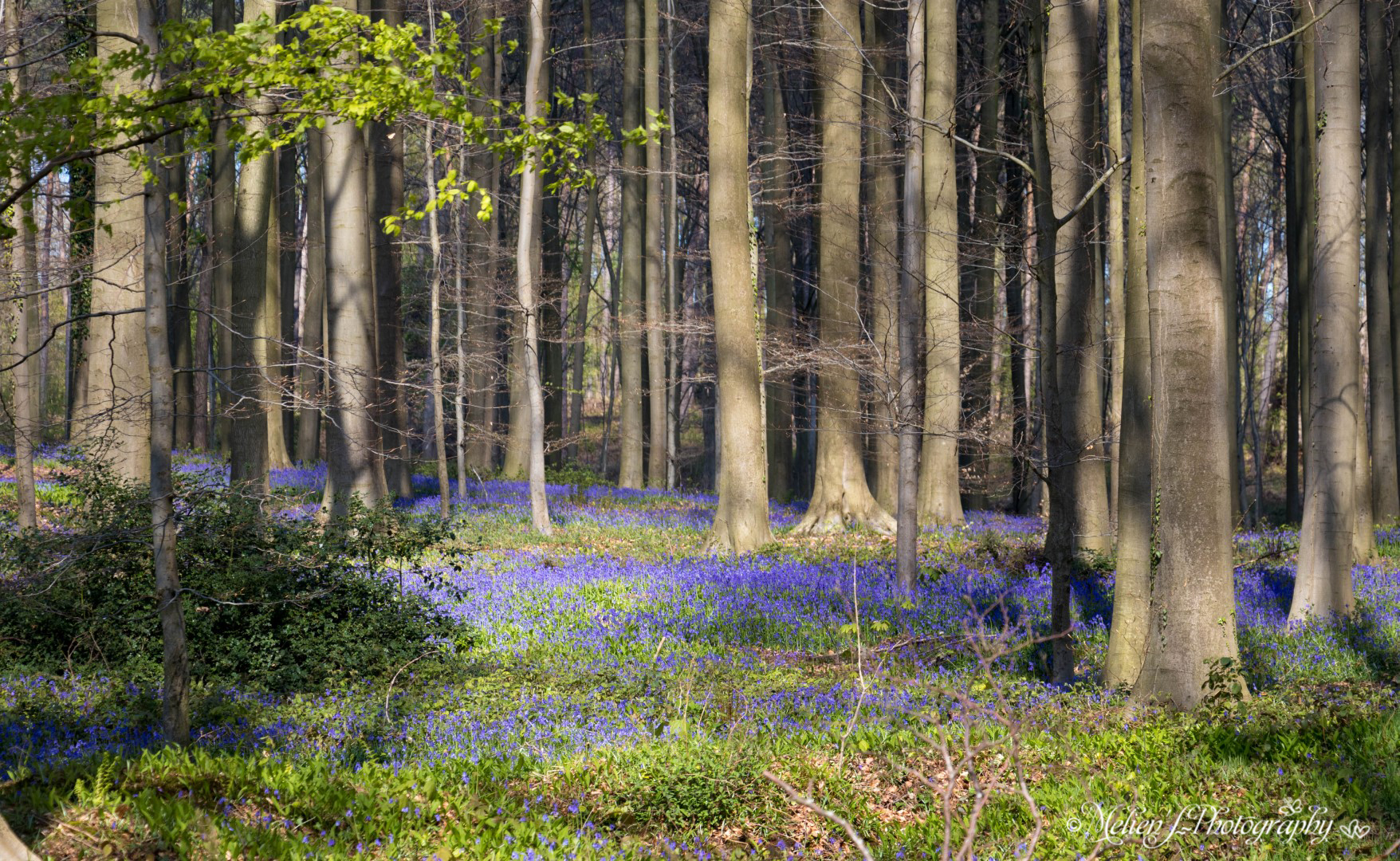 La “foresta incantata” di Hallerbos