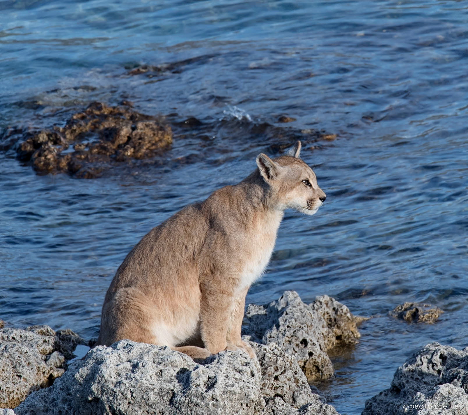 Cucciolo al lago