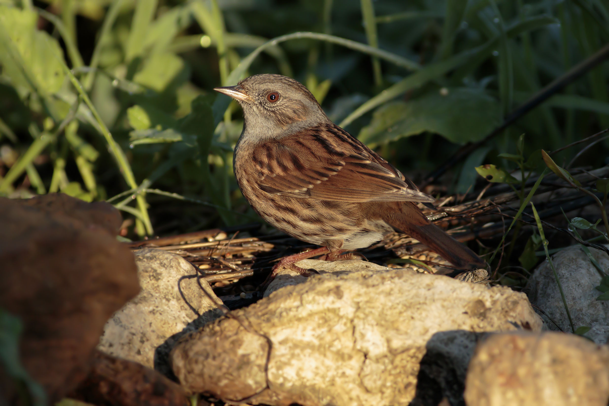Dunnock
