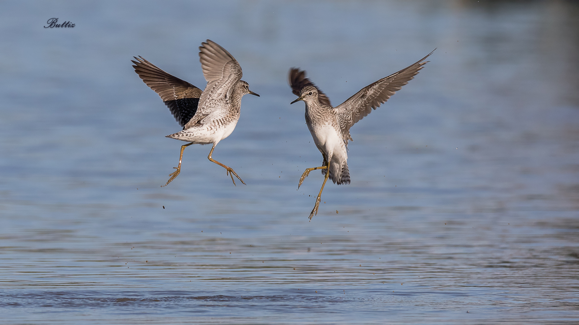 Piro Piro Boschereccio