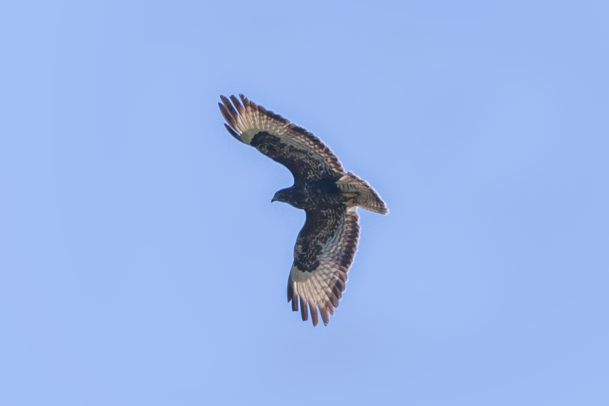 Buzzard