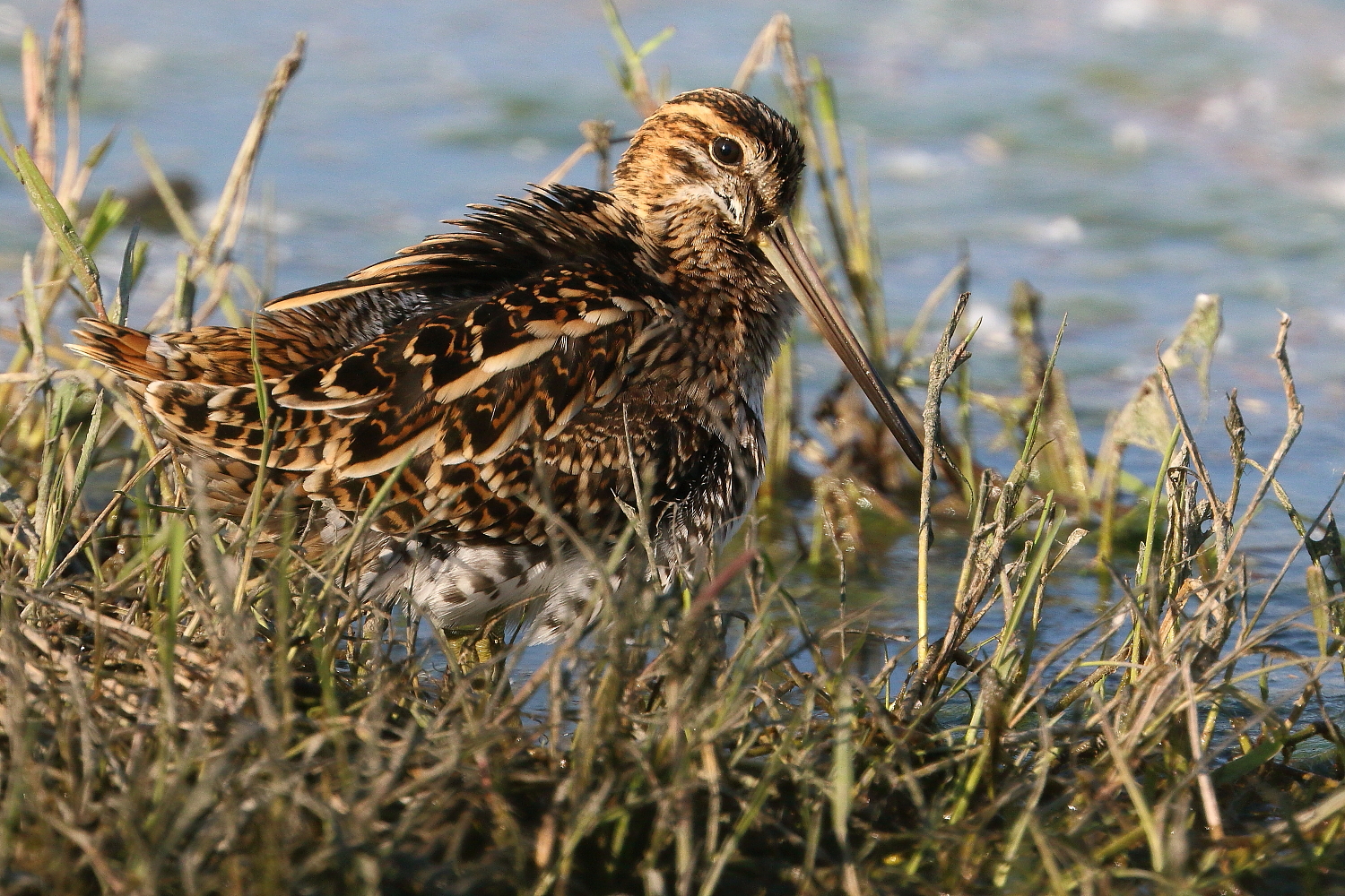 Snipe