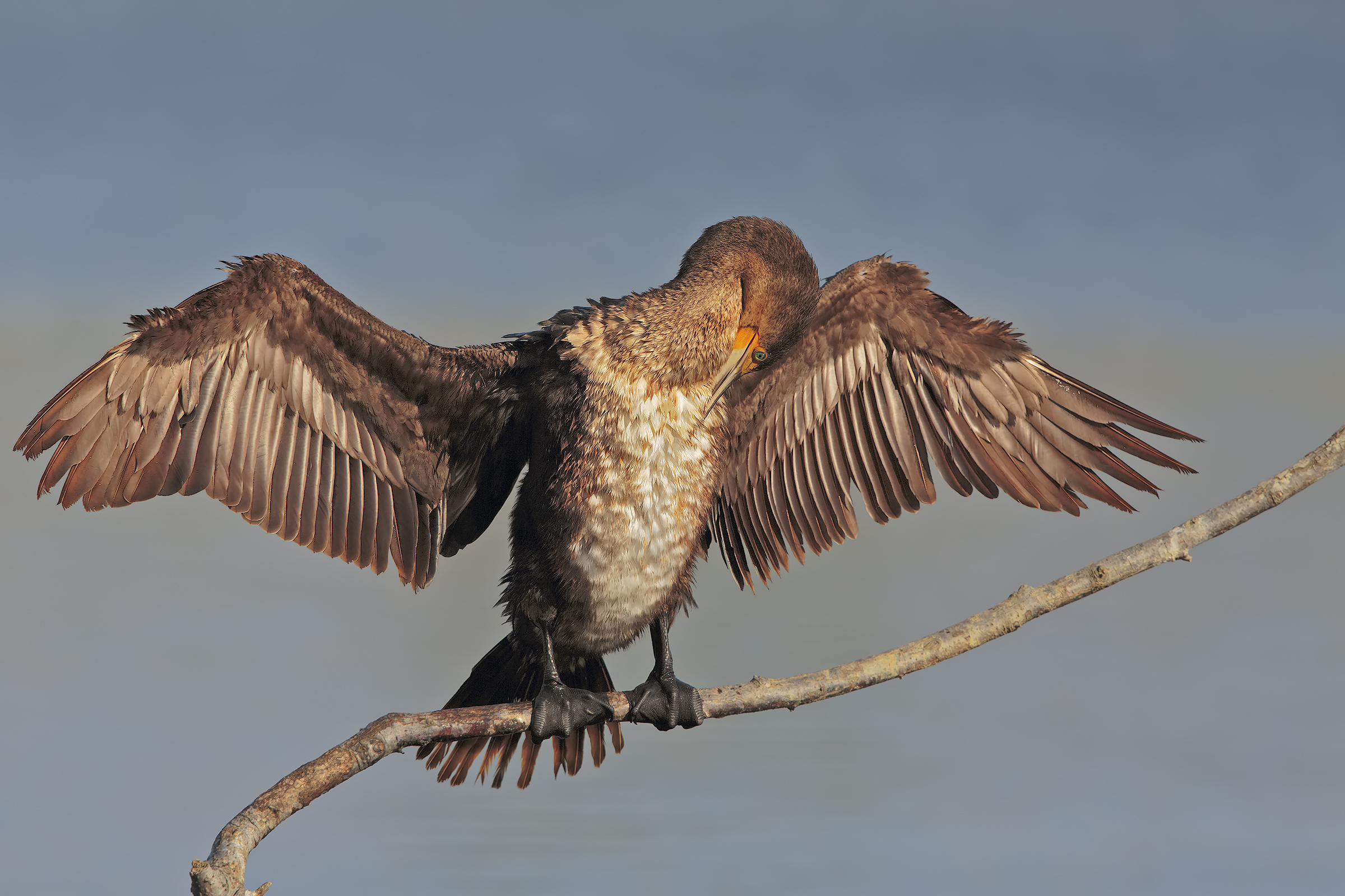 Cormorant
