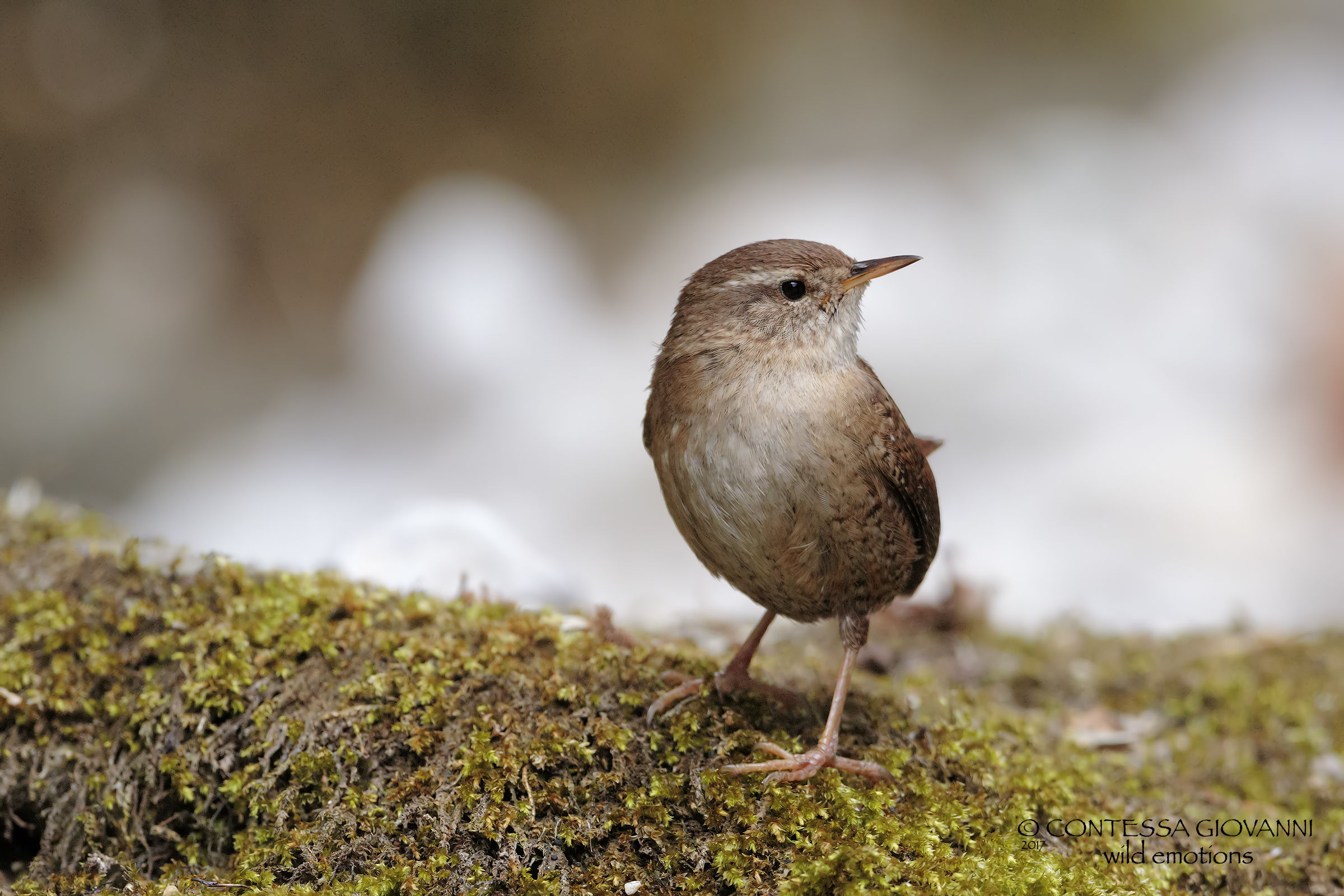 wren