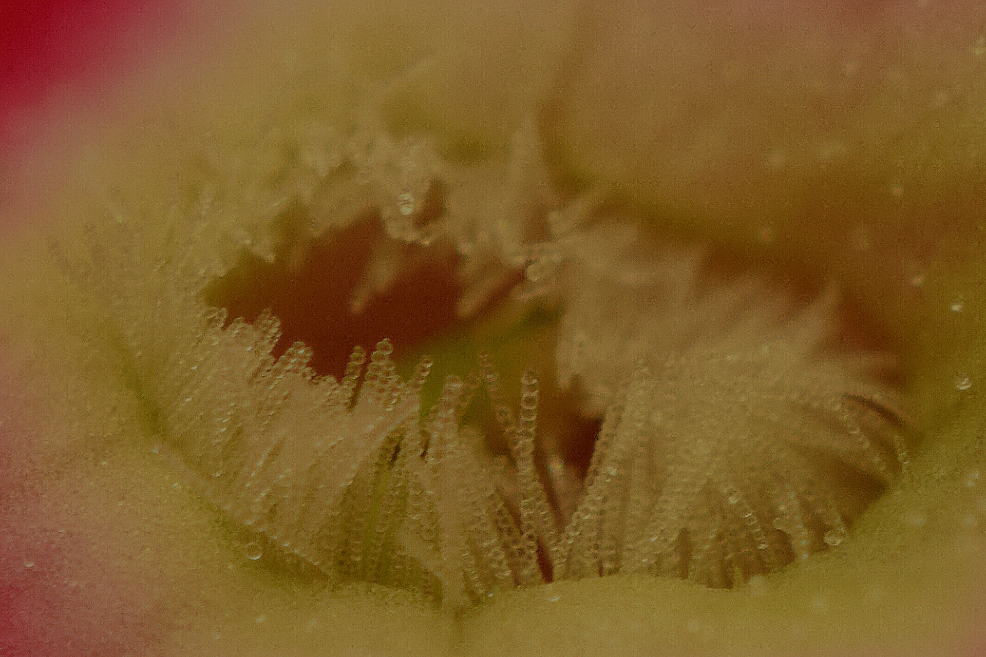 Androceo di un piccolo fiore