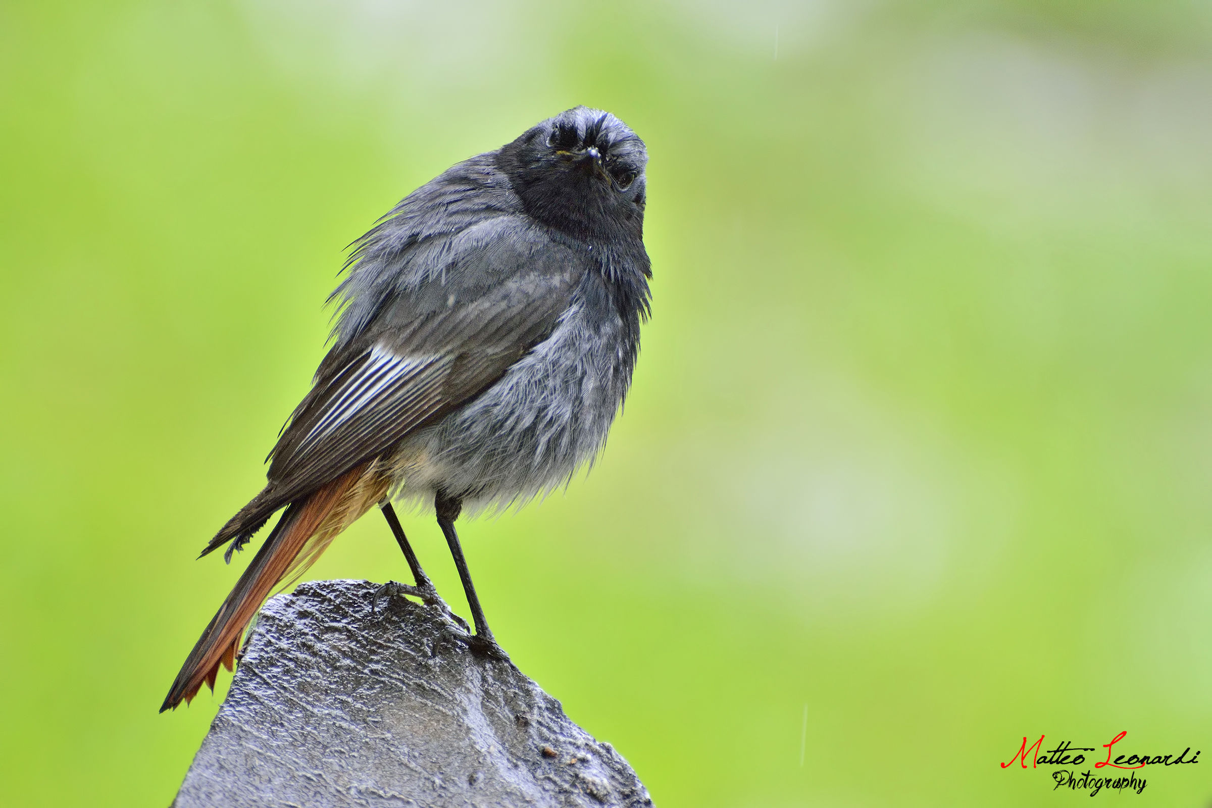 Codirosso Spazzacamino - Alpi Apuane