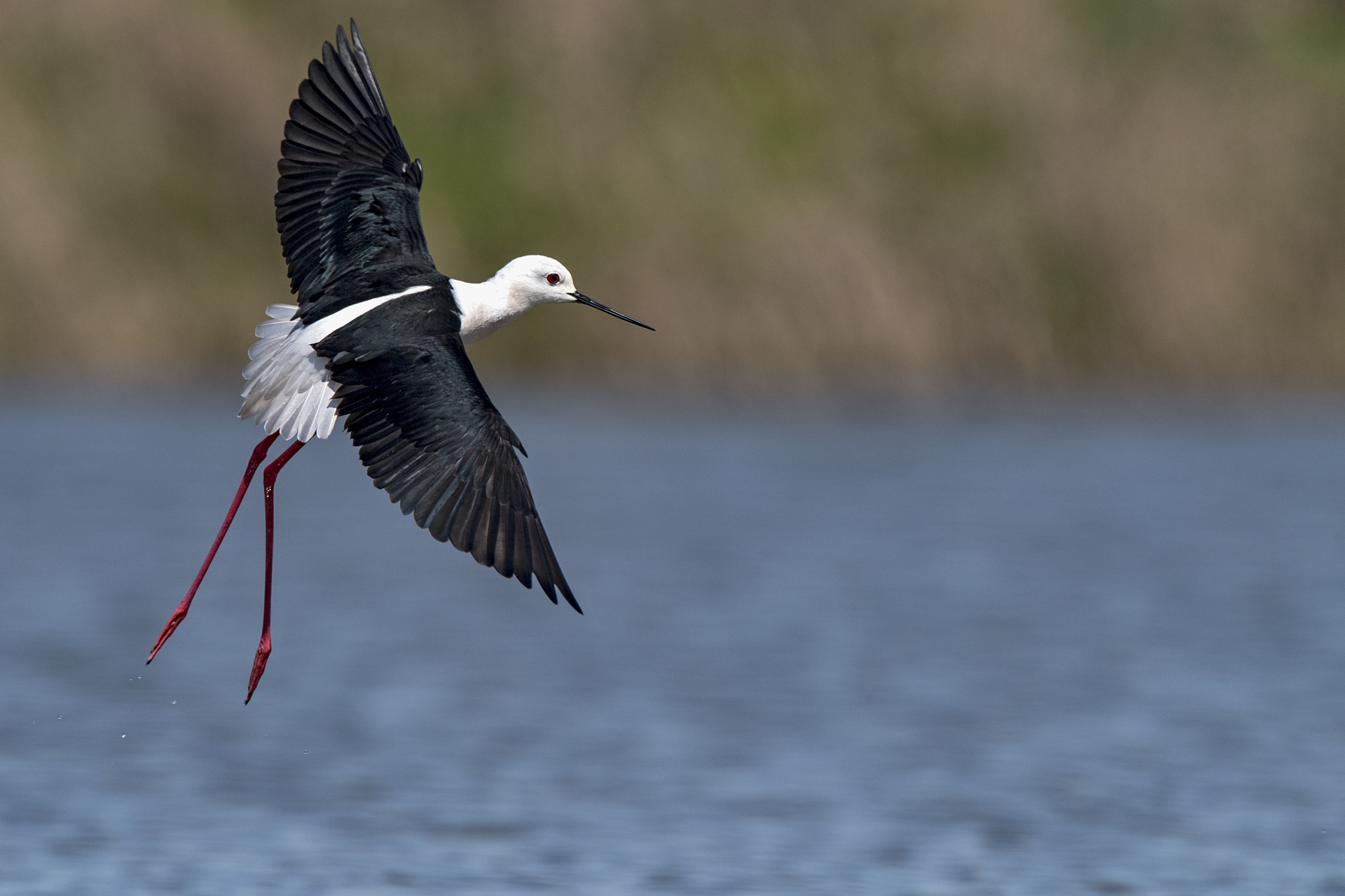 The graceful flight of the Knight