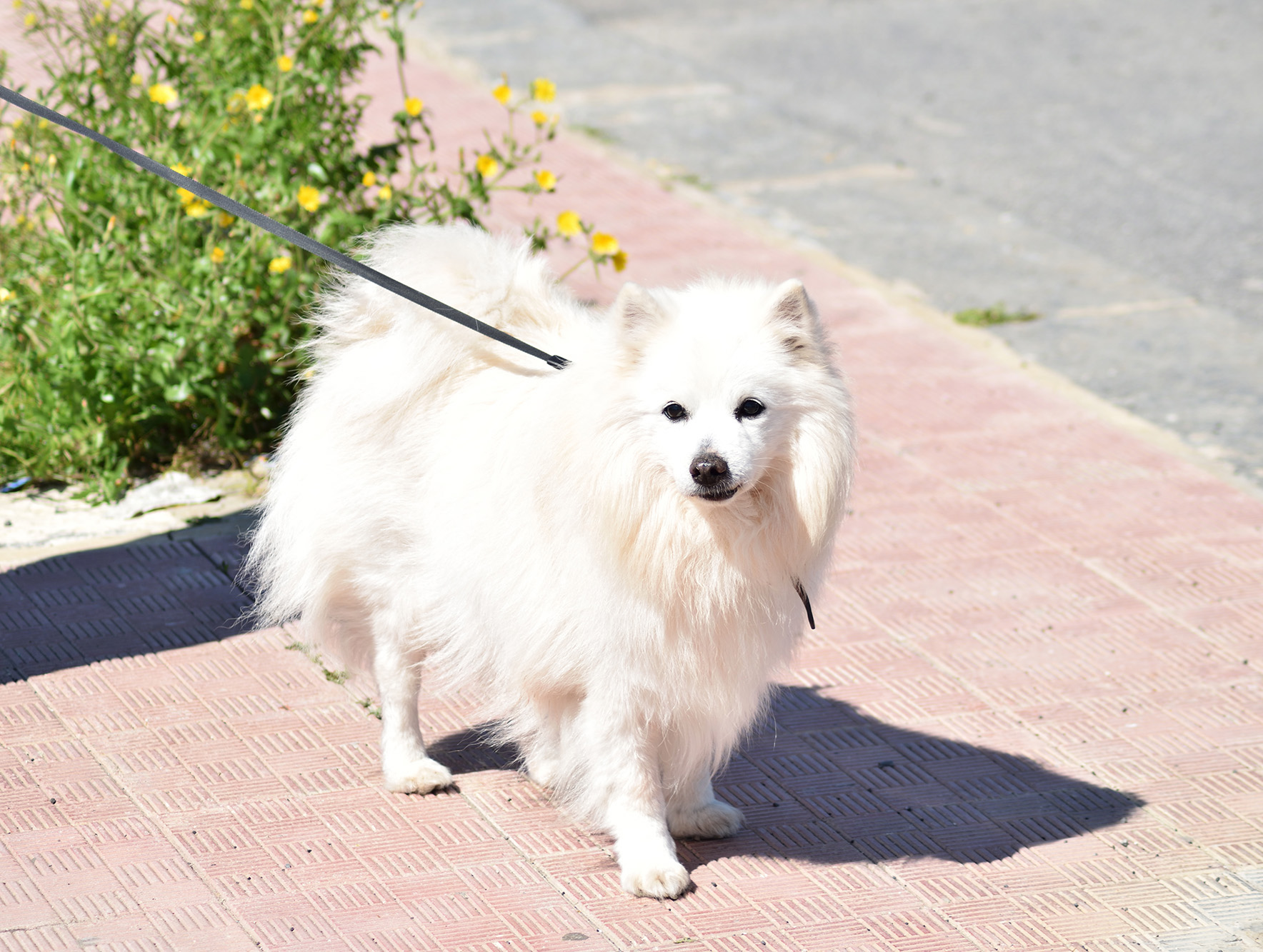 German Spitz