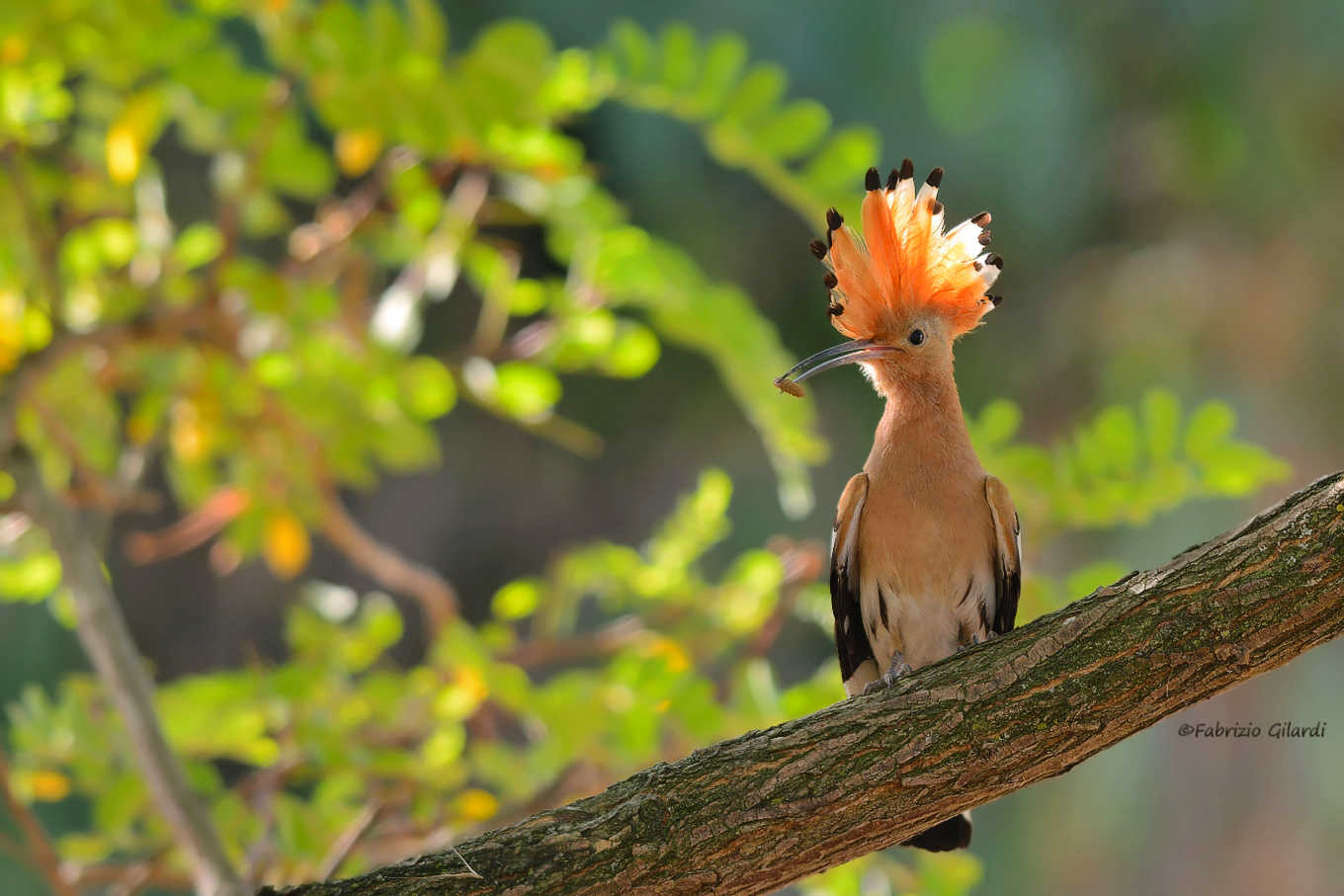 Hoopoe (Upupa epops)