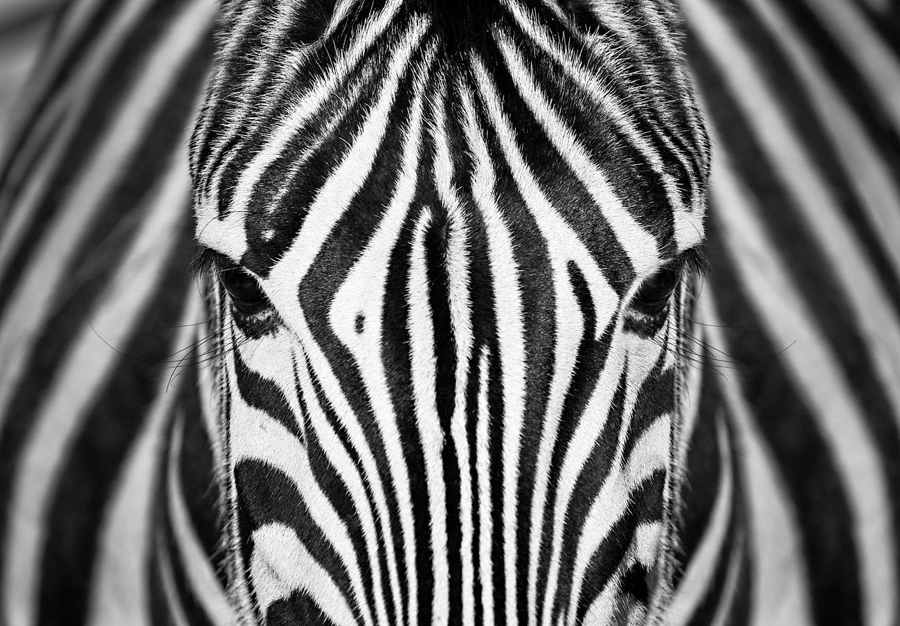 Face to Face Friends