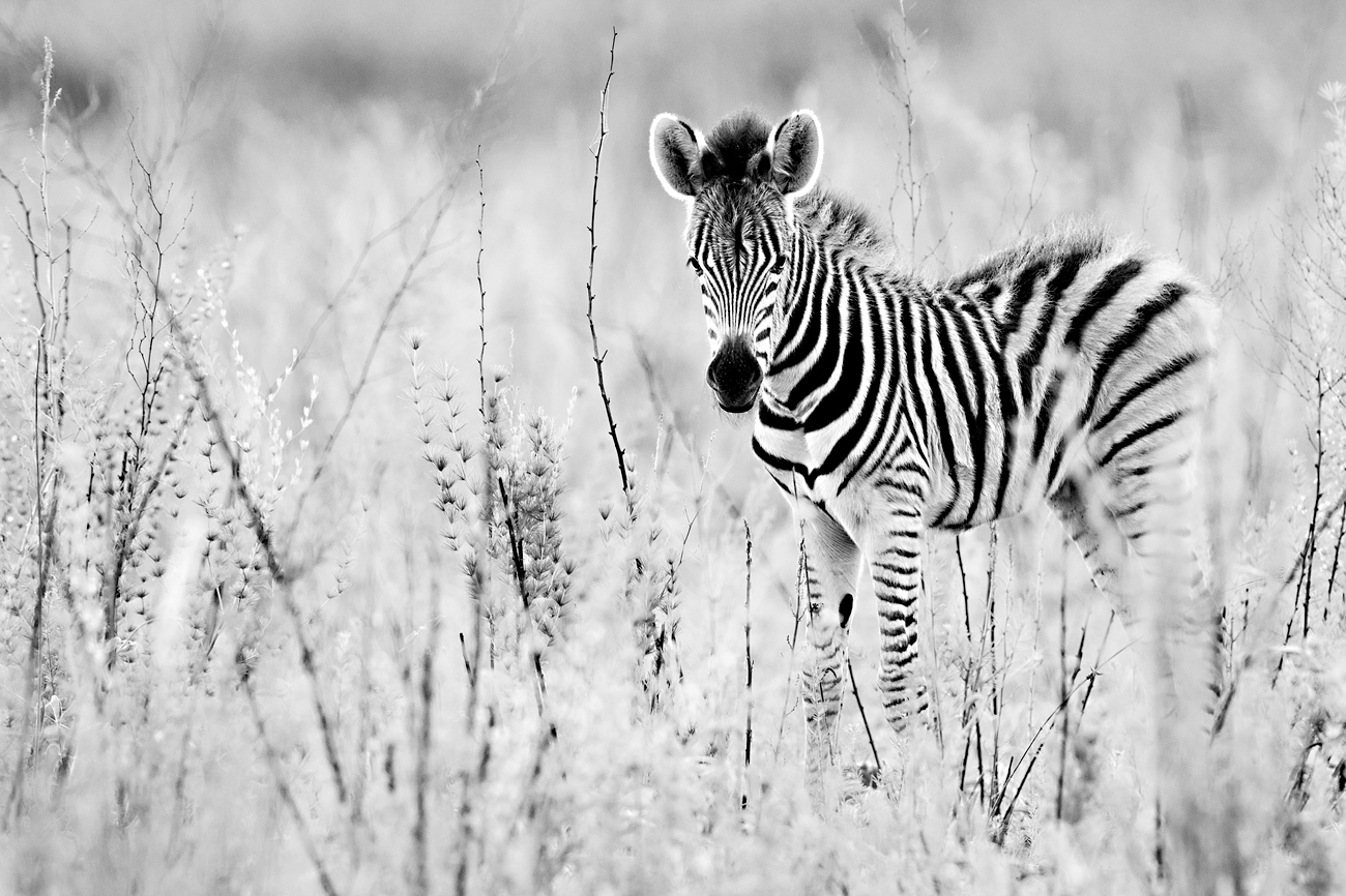 Late Afternoon Light for the Young Zebra