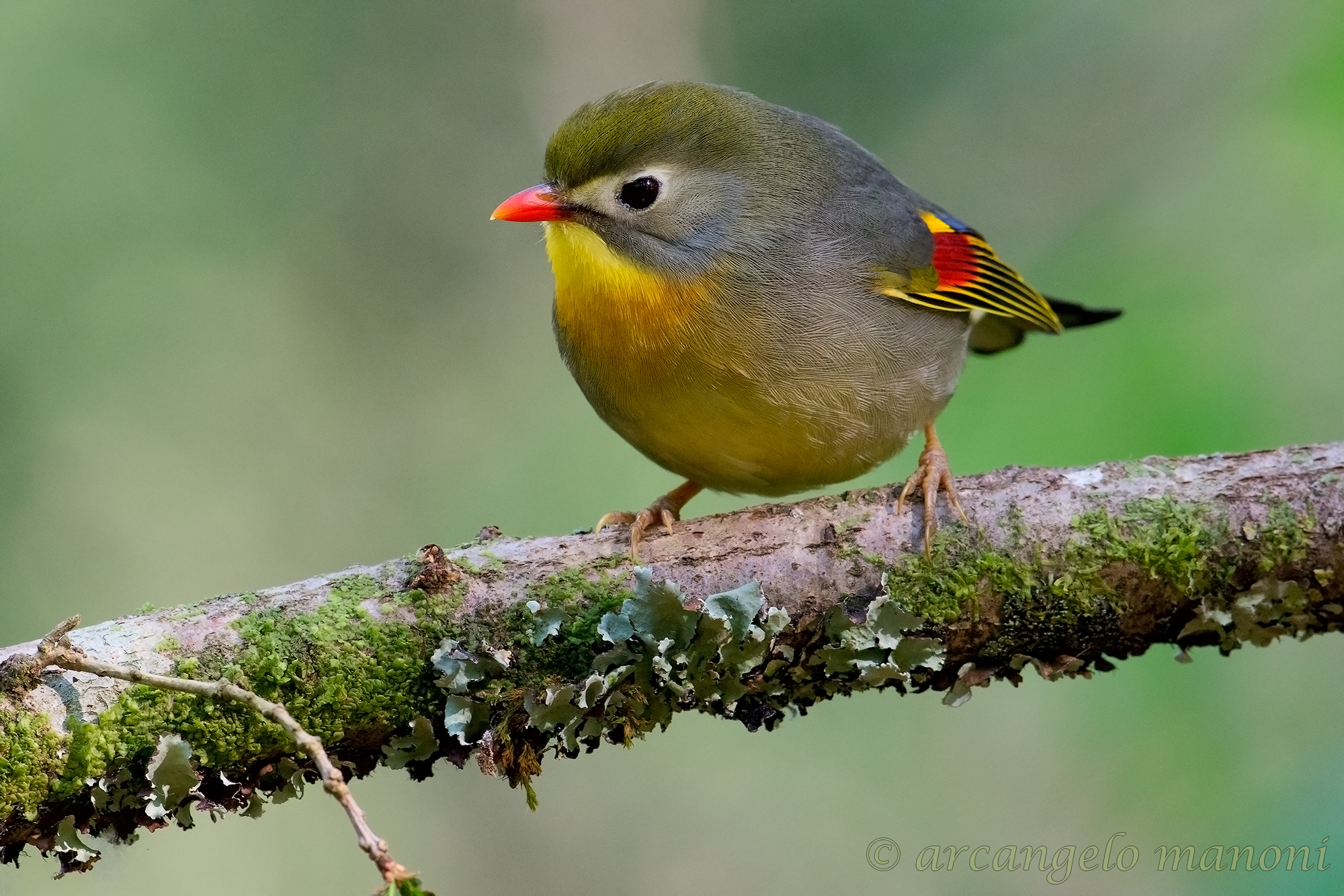 Una pallina di colore