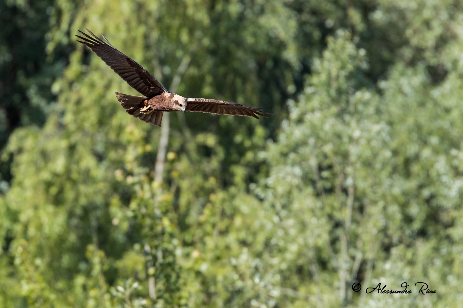 Marsh Harrier