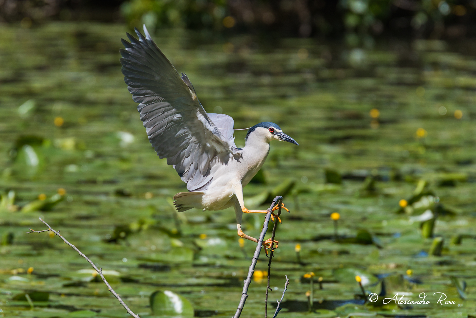 Night Heron