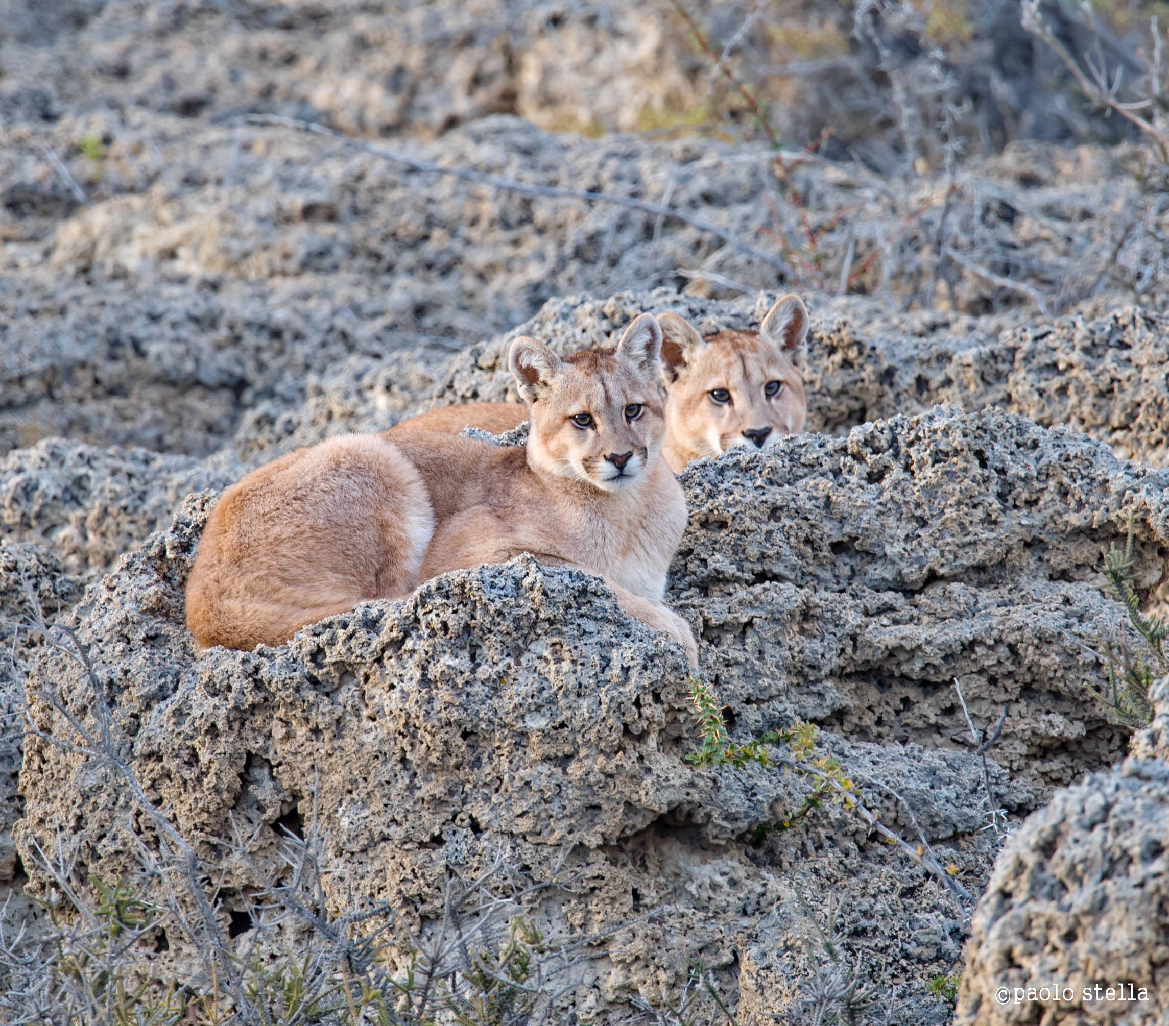 in attesa della mamma