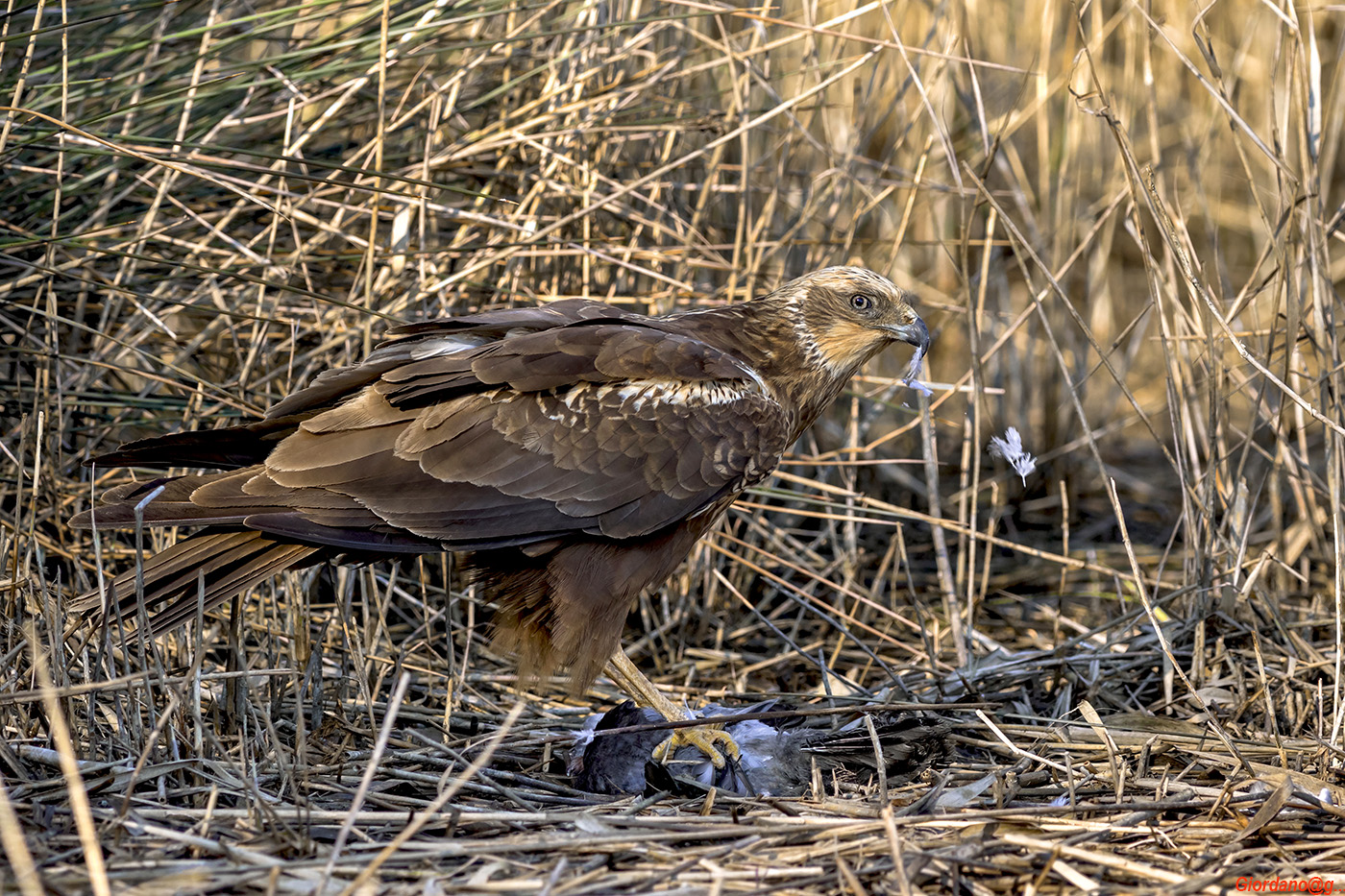 The snack Marsh Harrier