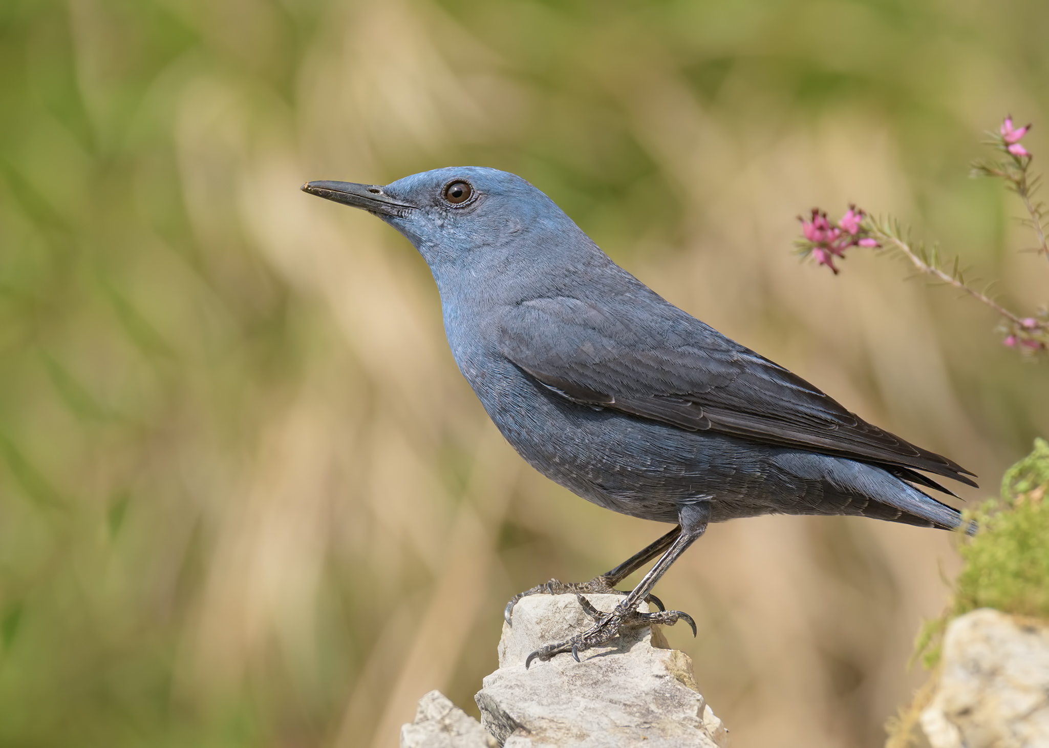 Lonely Sparrow male -Alpes Apuan.