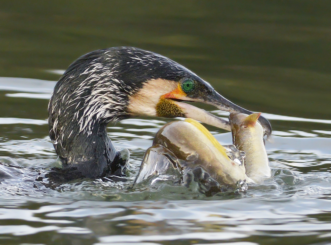 Cormorant with eel, lagoon of Orbetello
