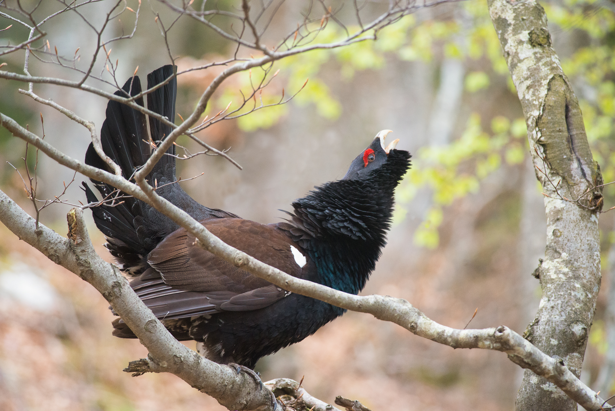 Il canto del Cedrone