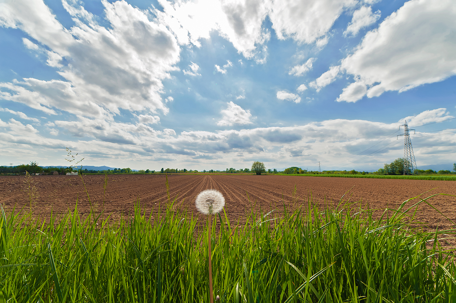 last spring dandelions