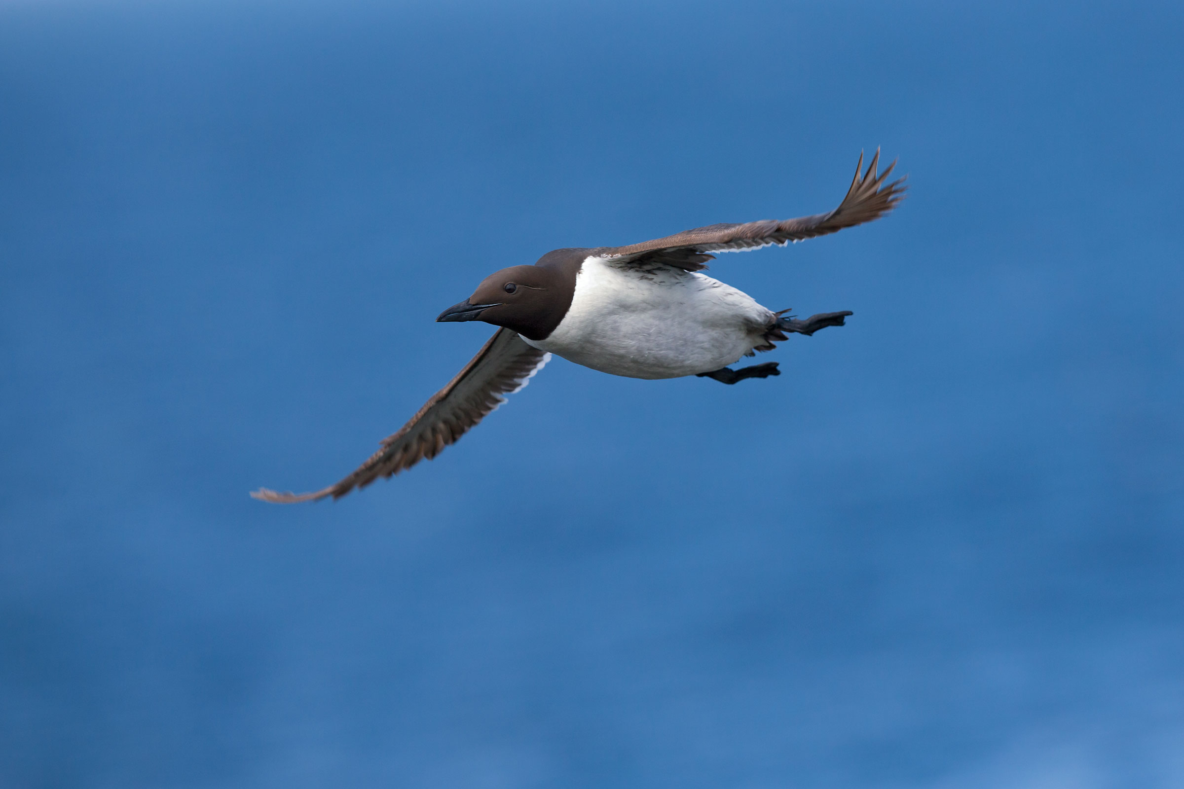 Nel blu dipinto di blu