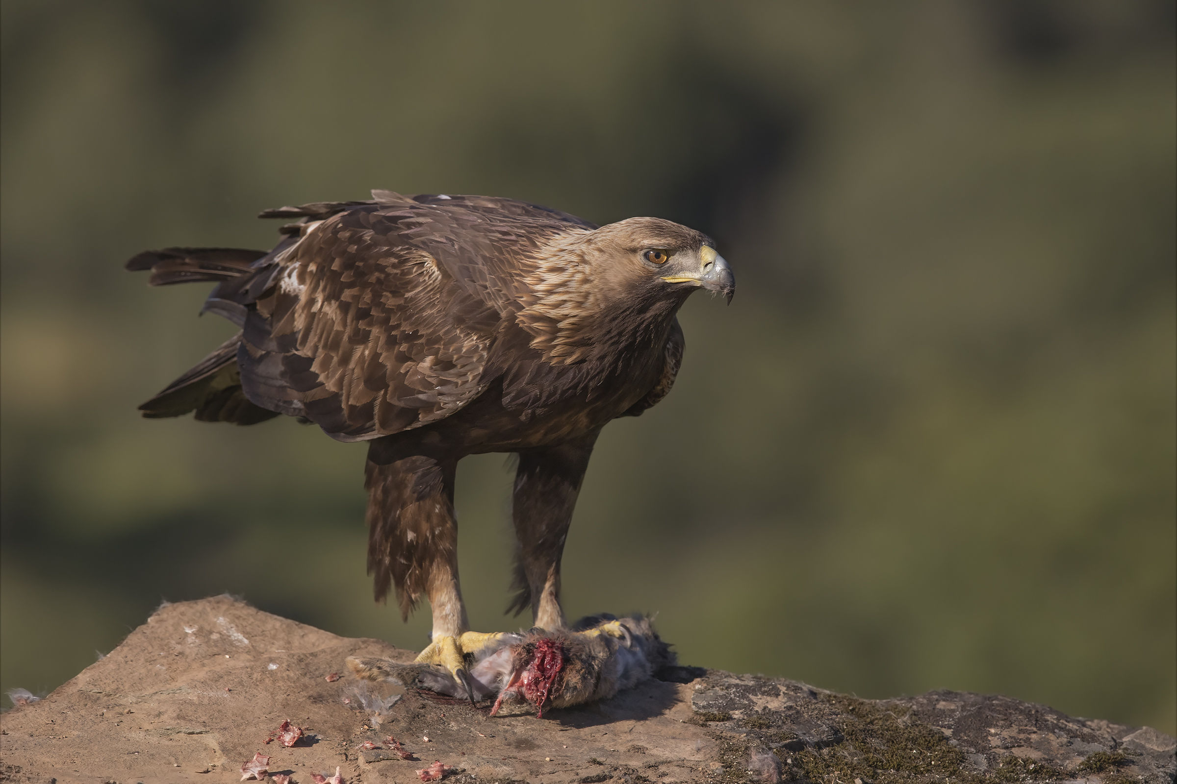 aquila reale(aquila crysaetos) andalusia 2017