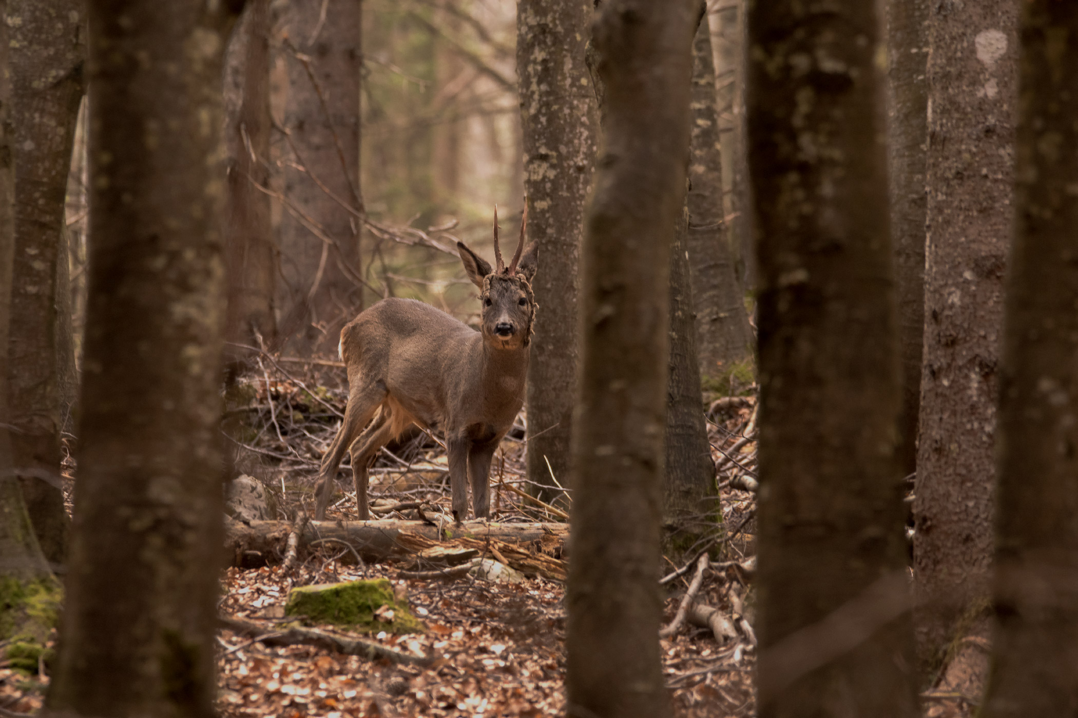 A rimpiattino nel bosco
