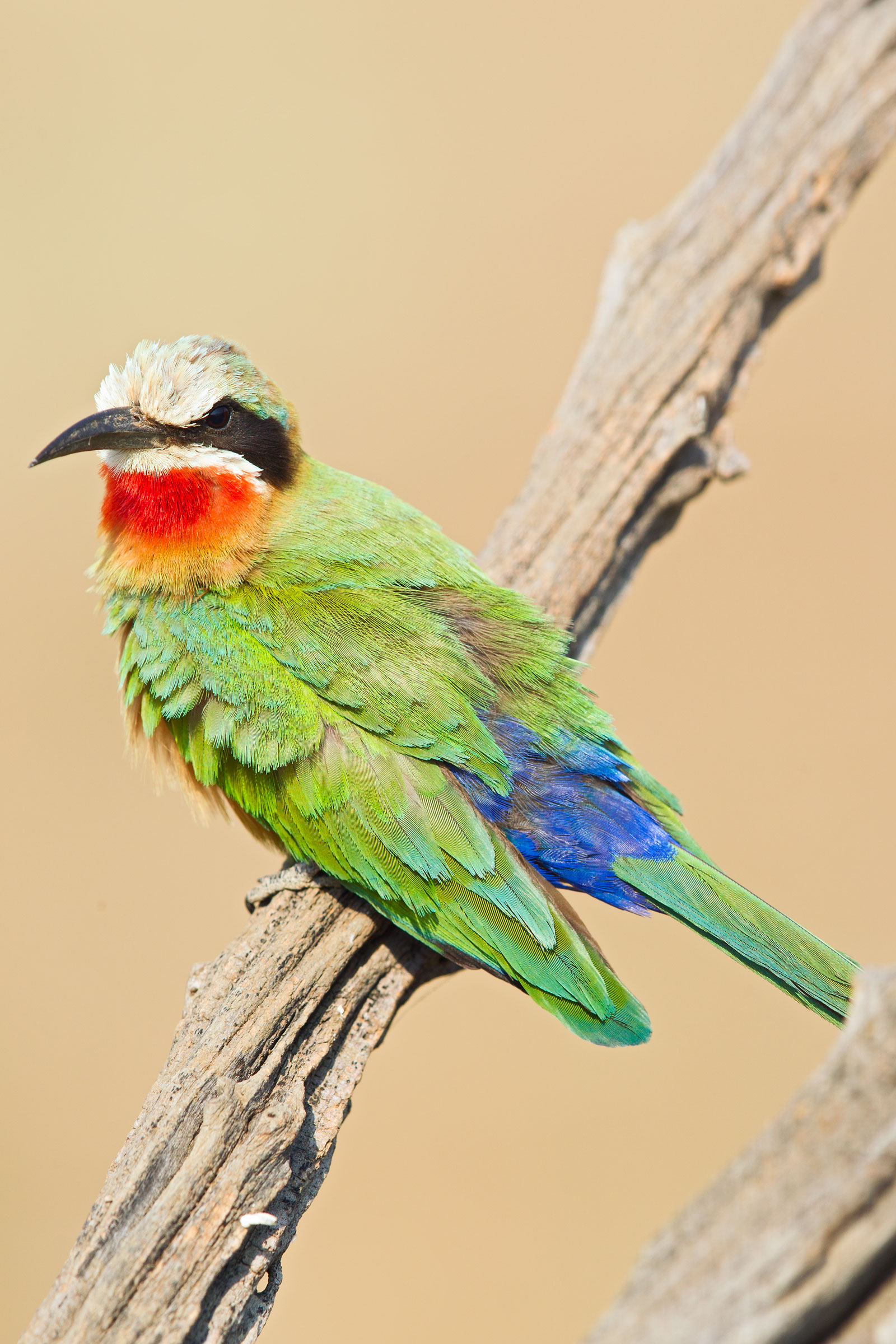 Gruccione frontebianca