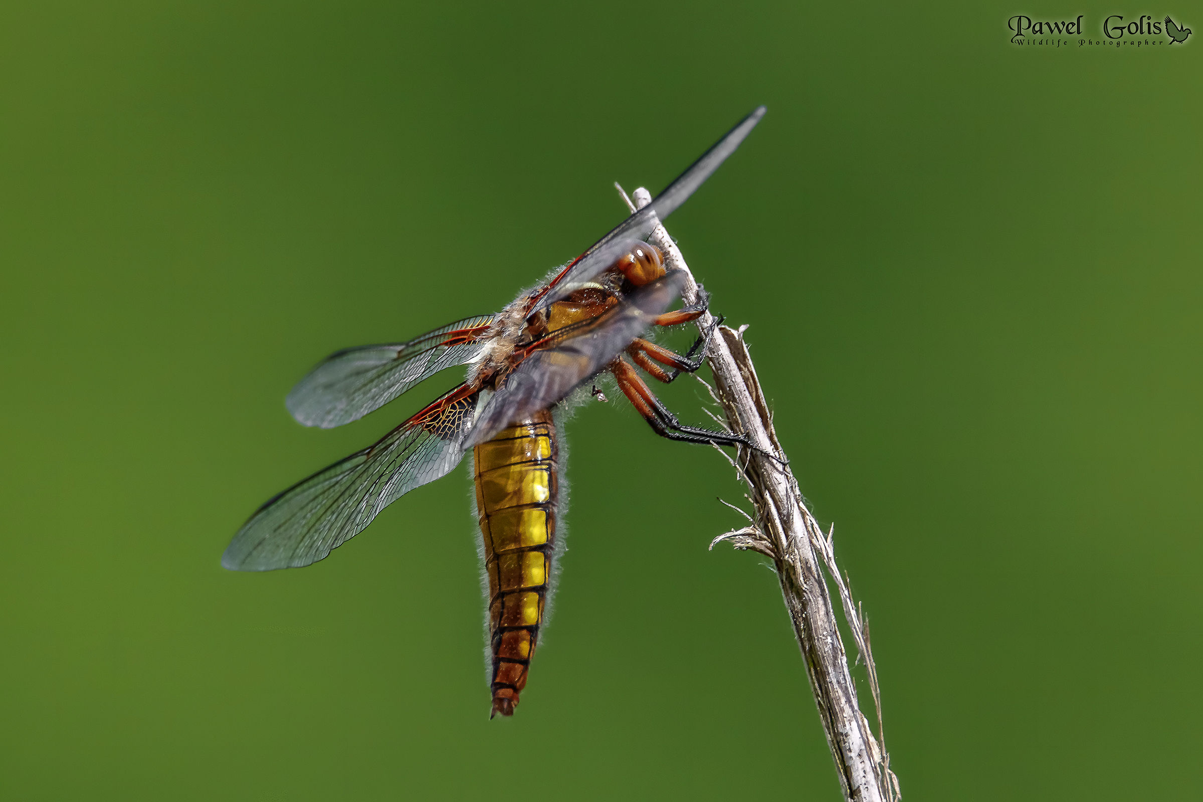 Libellula depressa
