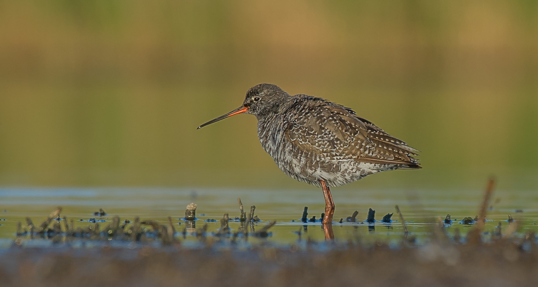 Spotted Redshank