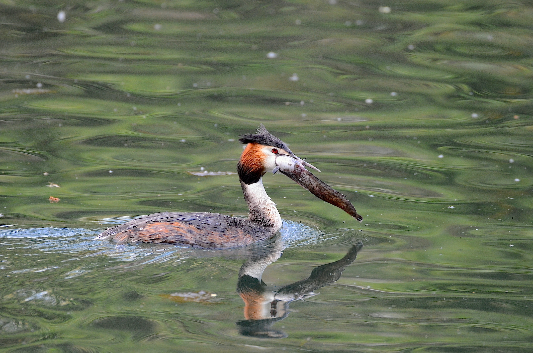 Il pasto dello Svasso