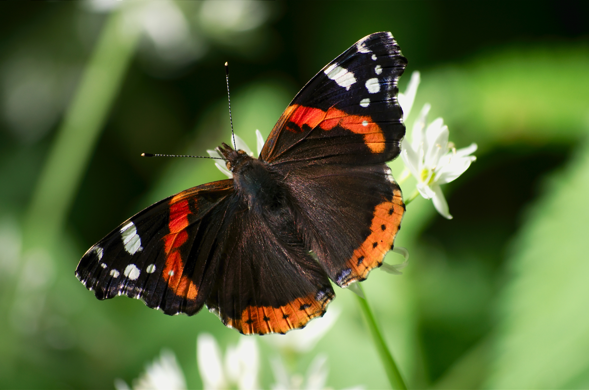 Vanessa atalanta