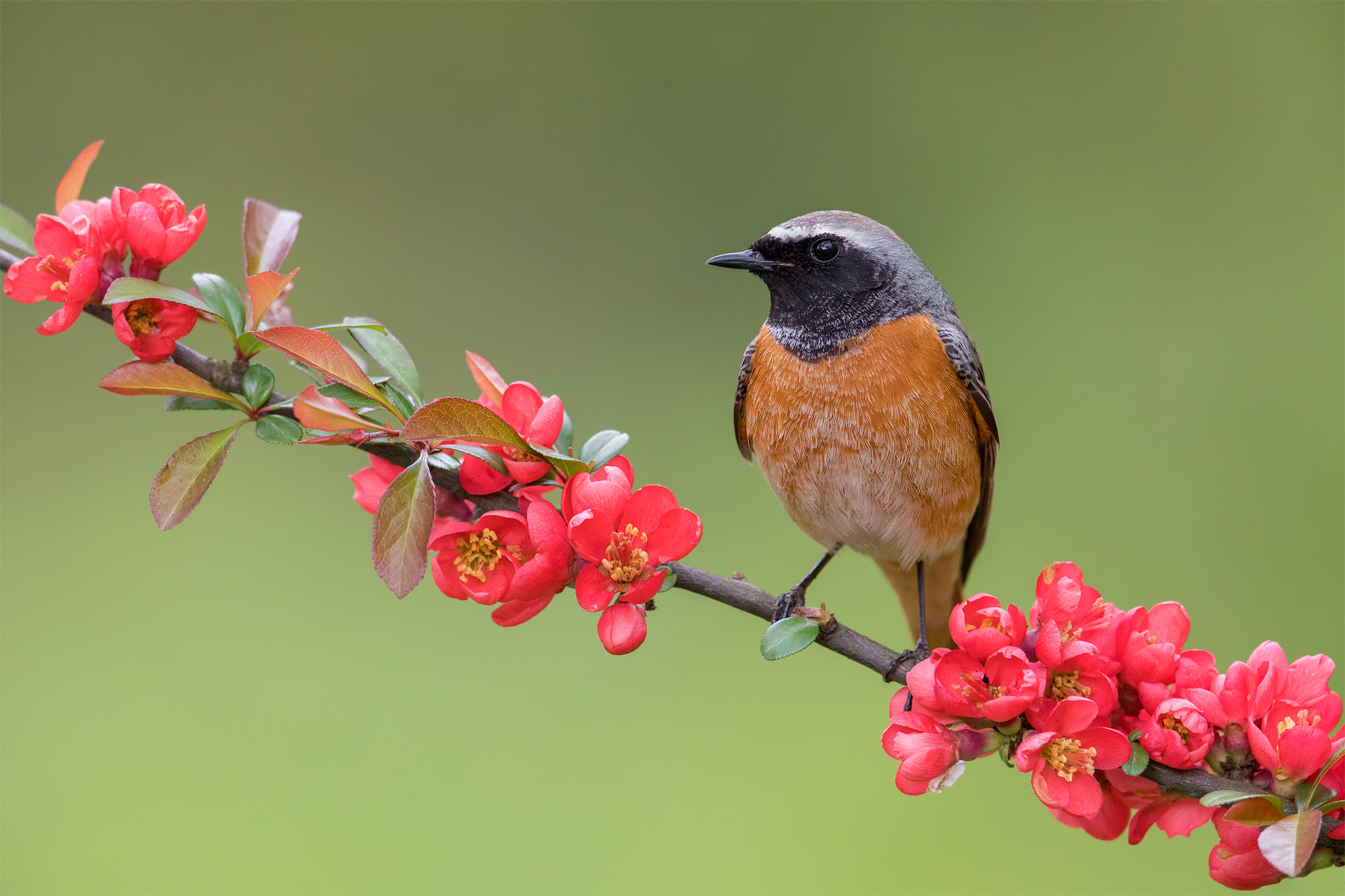 Common redstart