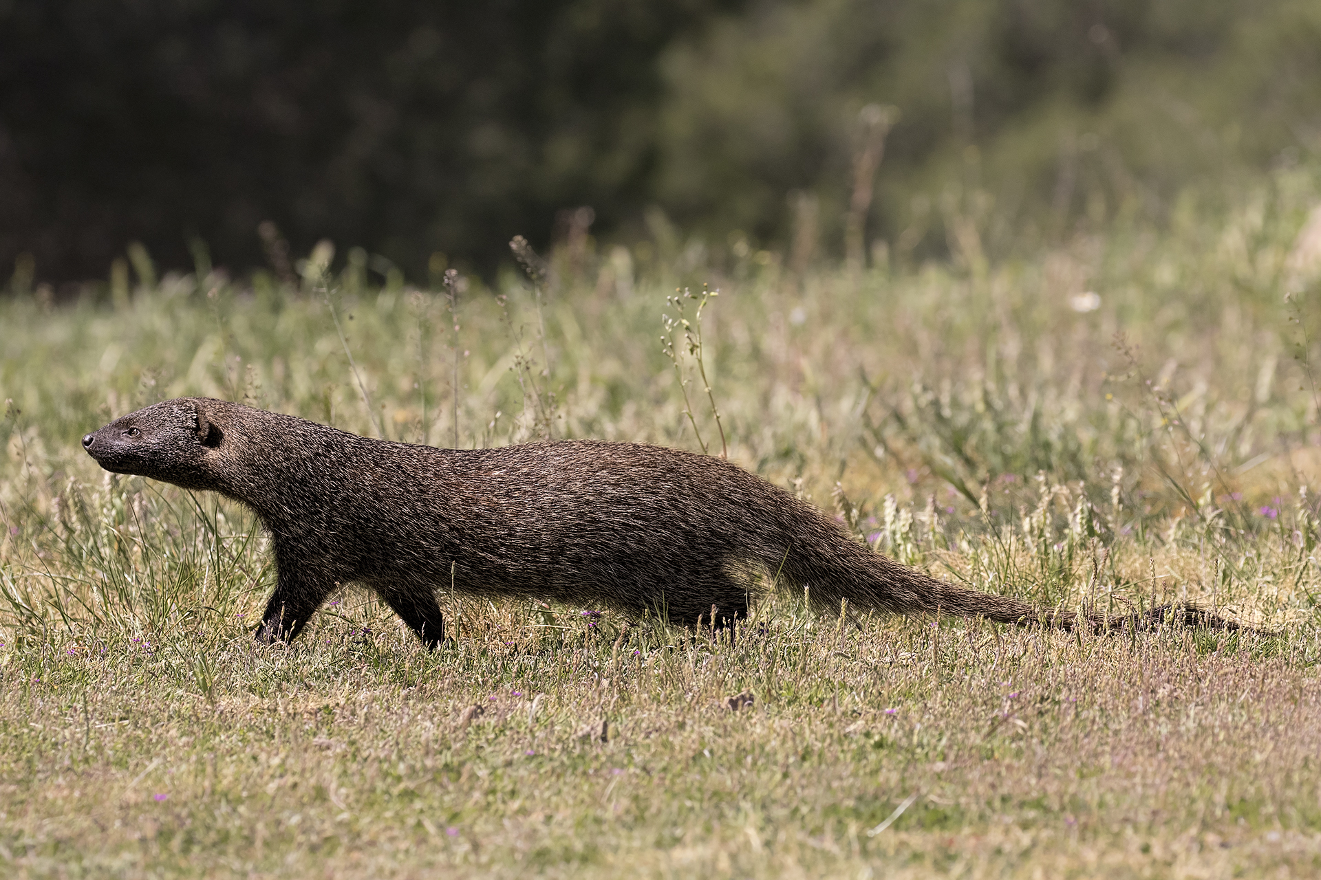 Egyptian mongoose or ichneumon (Herpestes ichneumon)